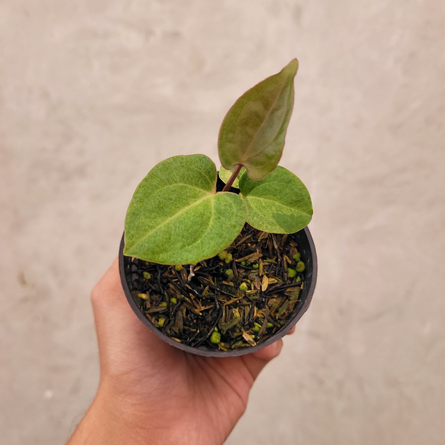 Anthurium Papillilaminum Hybrid Mint Variegated - Indonesian Rare Plants