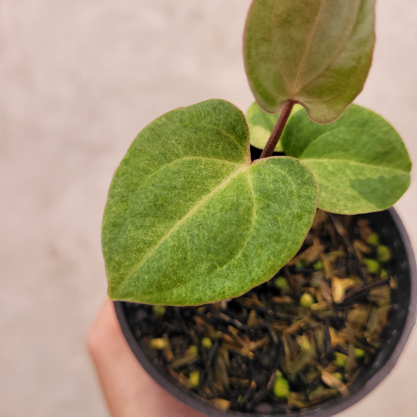 Anthurium Papillilaminum Hybrid Mint Variegated