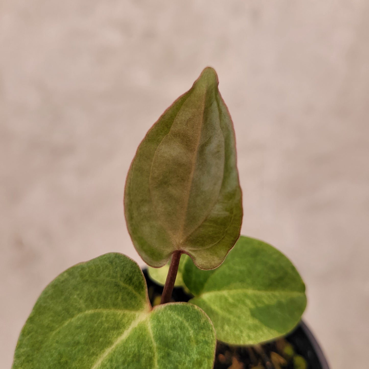 Anthurium Papillilaminum Hybrid Mint Variegated
