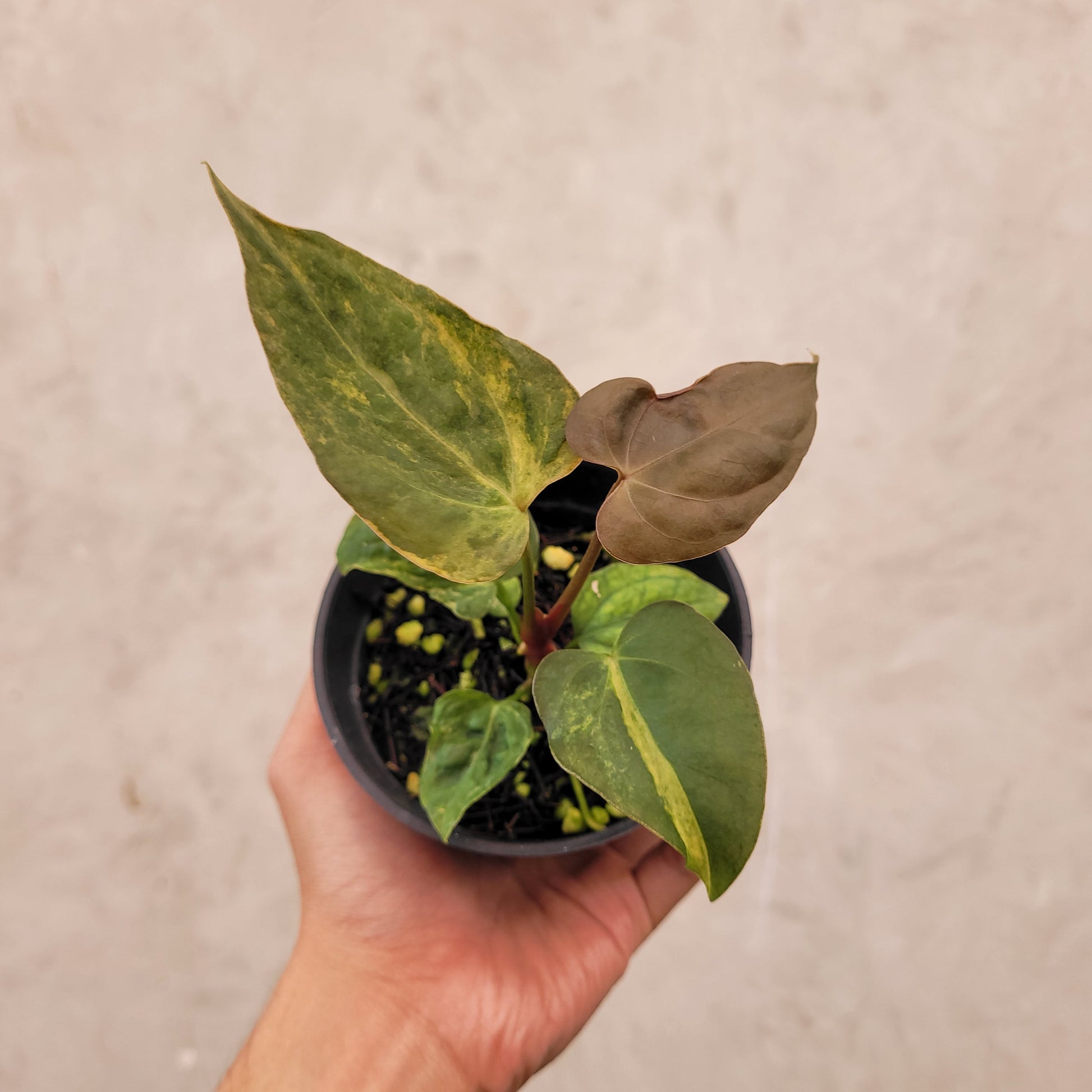 Anthurium Papillilaminum x Australian Subsignatum - Indonesian Rare Plants
