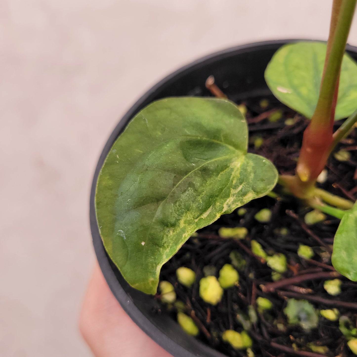 Anthurium Papillilaminum x Australian Subsignatum