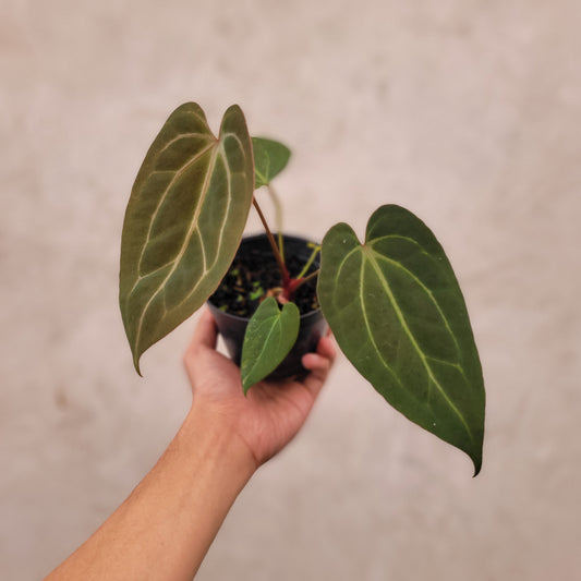 Anthurium Papillilaminum BVIT x Zara Michelle - Indonesian Rare Plants