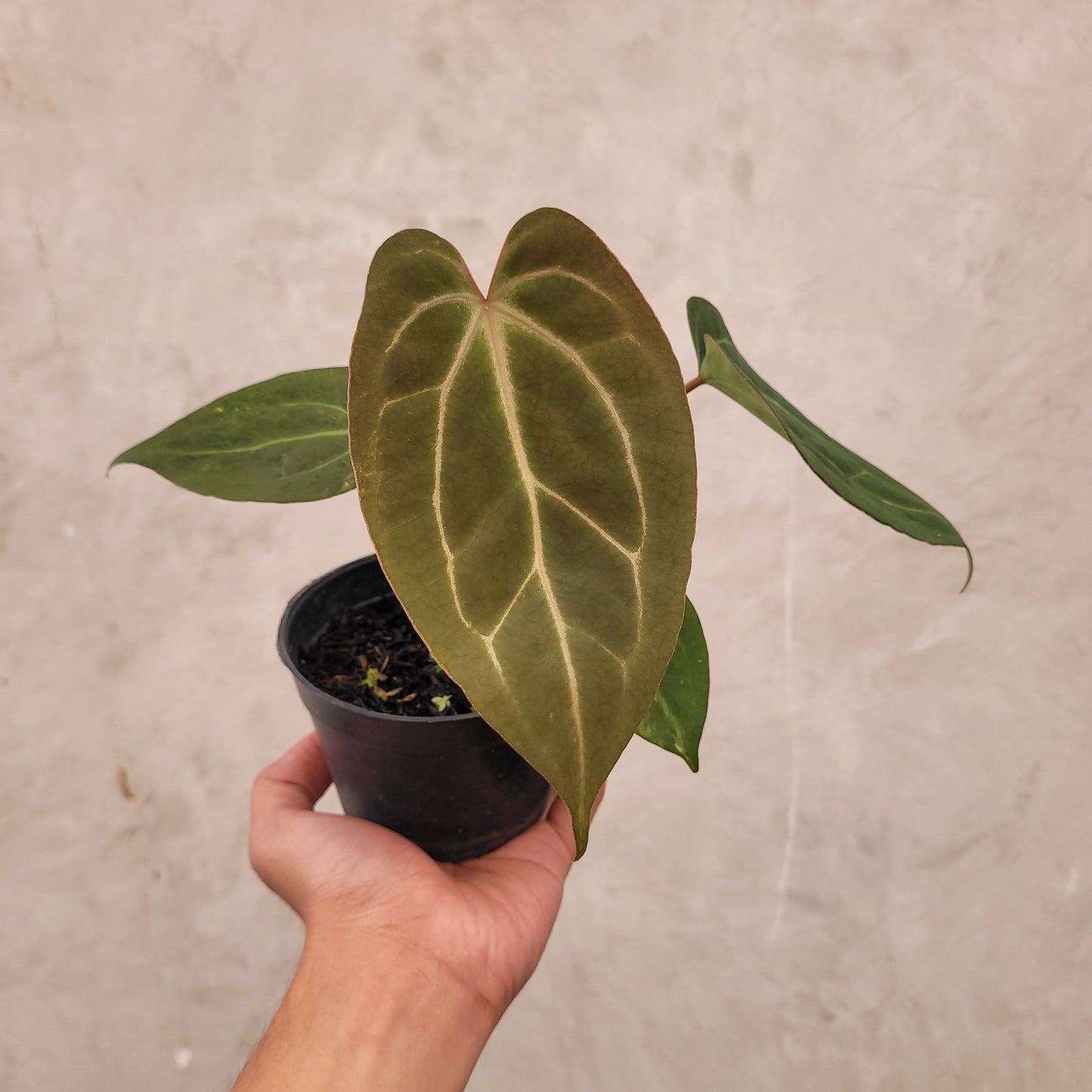 Anthurium Papillilaminum BVIT x Zara Michelle