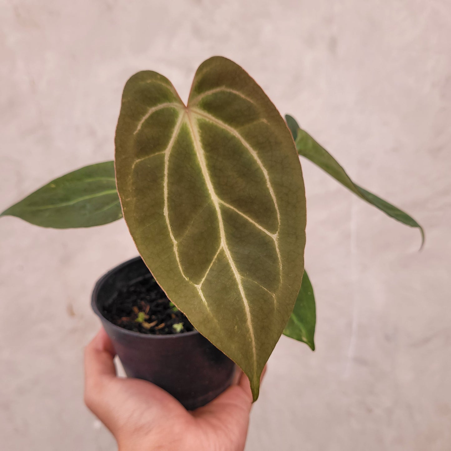 Anthurium Papillilaminum BVIT x Zara Michelle