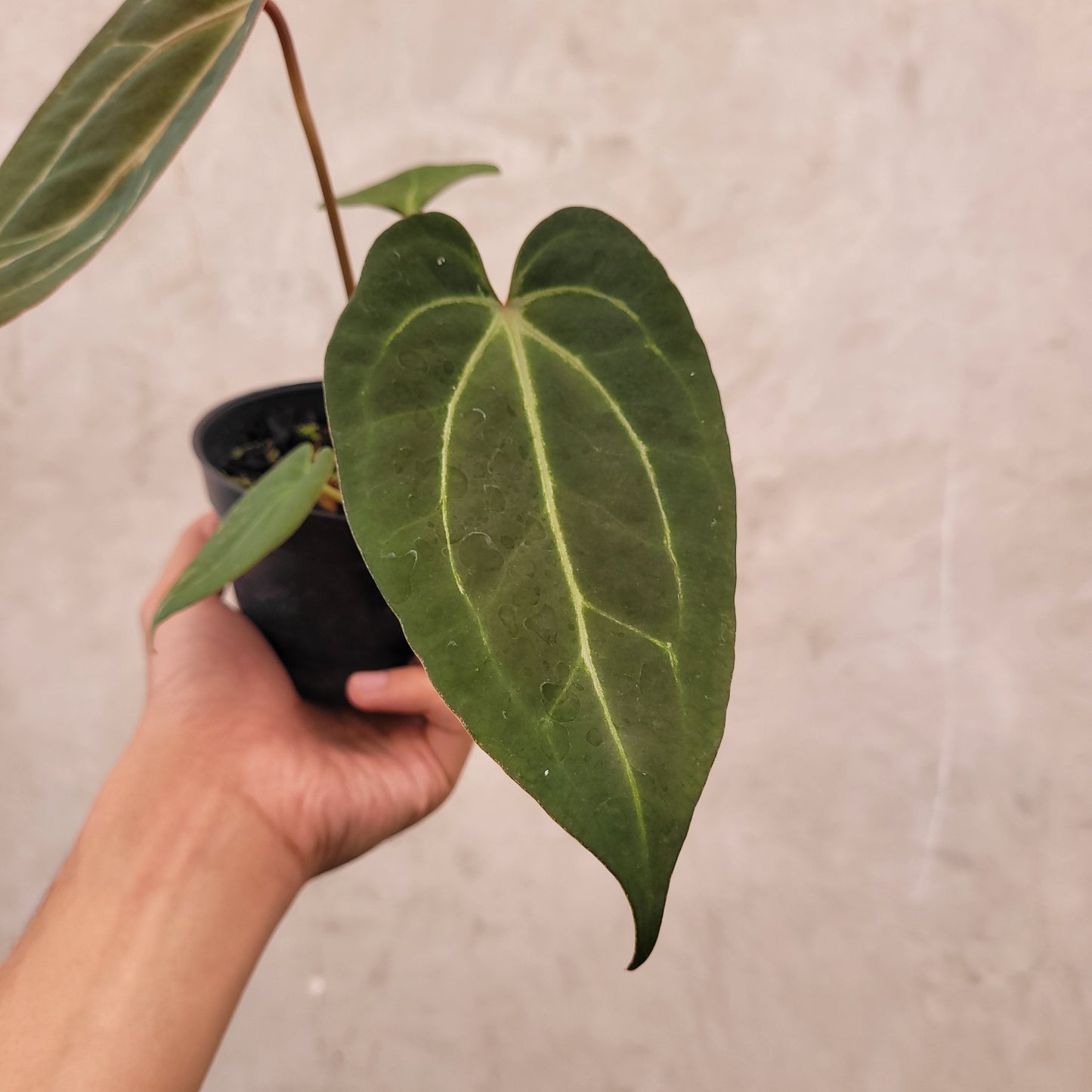Anthurium Papillilaminum BVIT x Zara Michelle