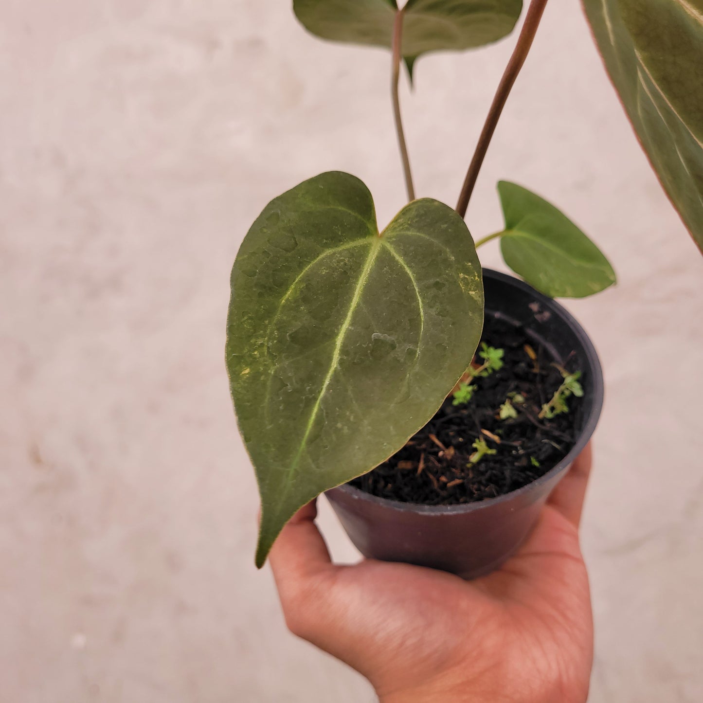 Anthurium Papillilaminum BVIT x Zara Michelle