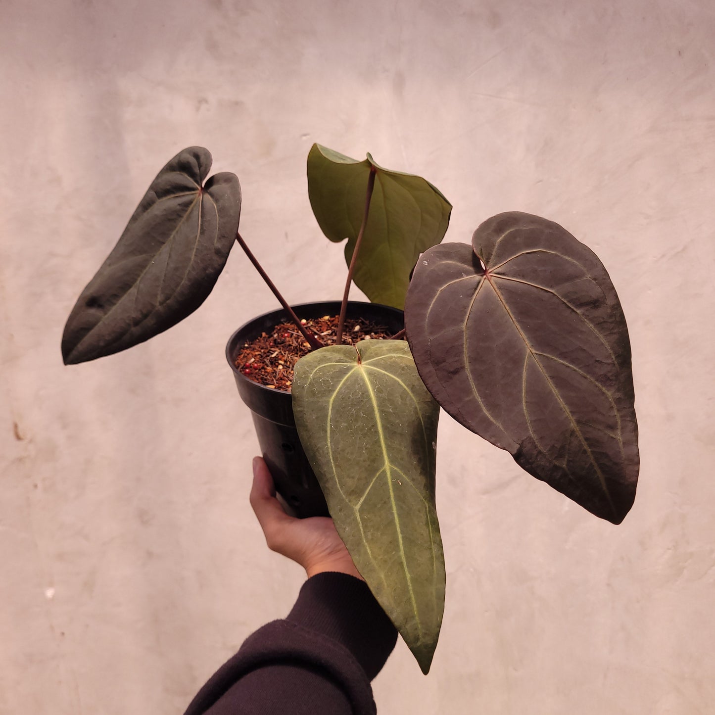 Anthurium Dark Handsome x Michelle - Indonesian Rare Plants