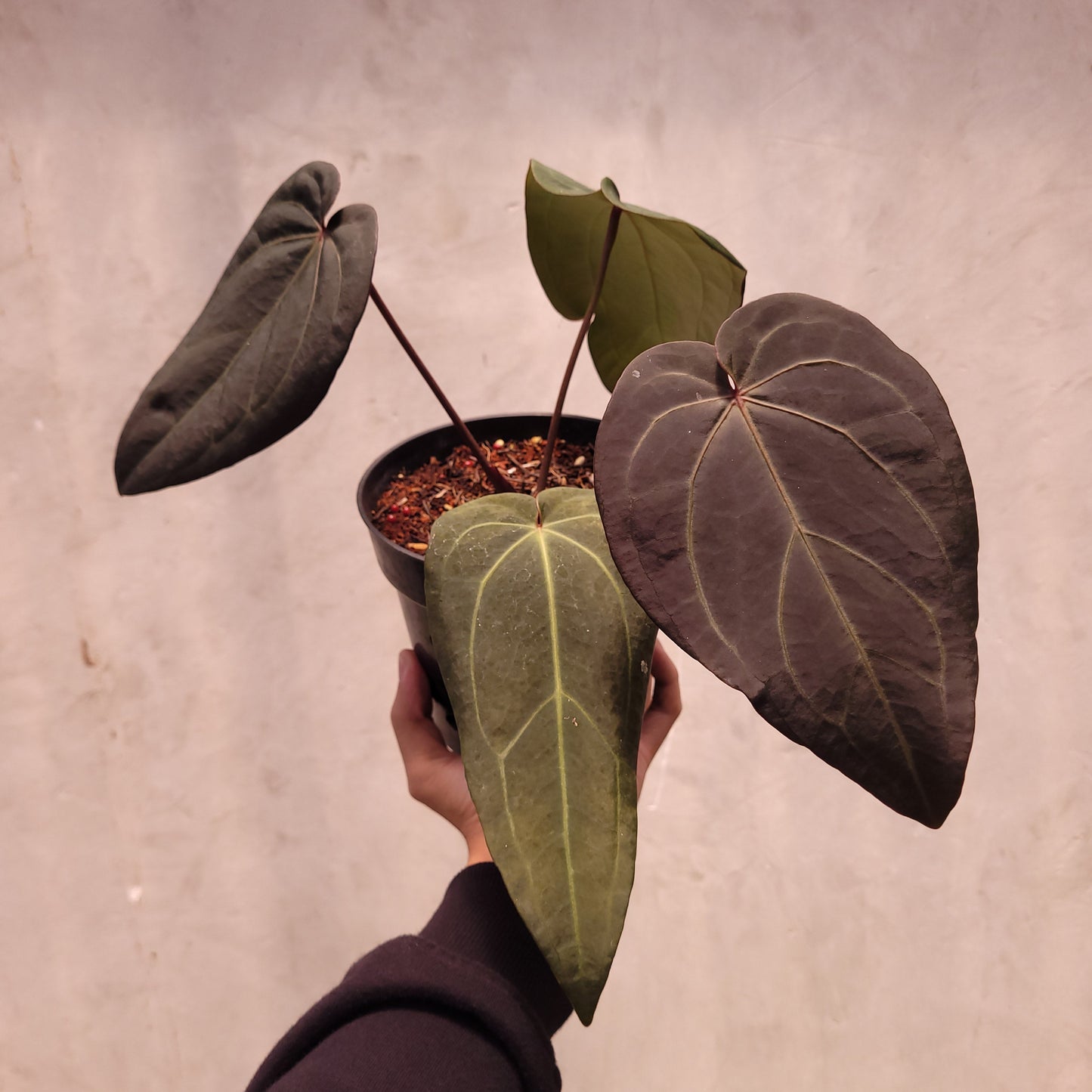 Anthurium Dark Handsome x Michelle