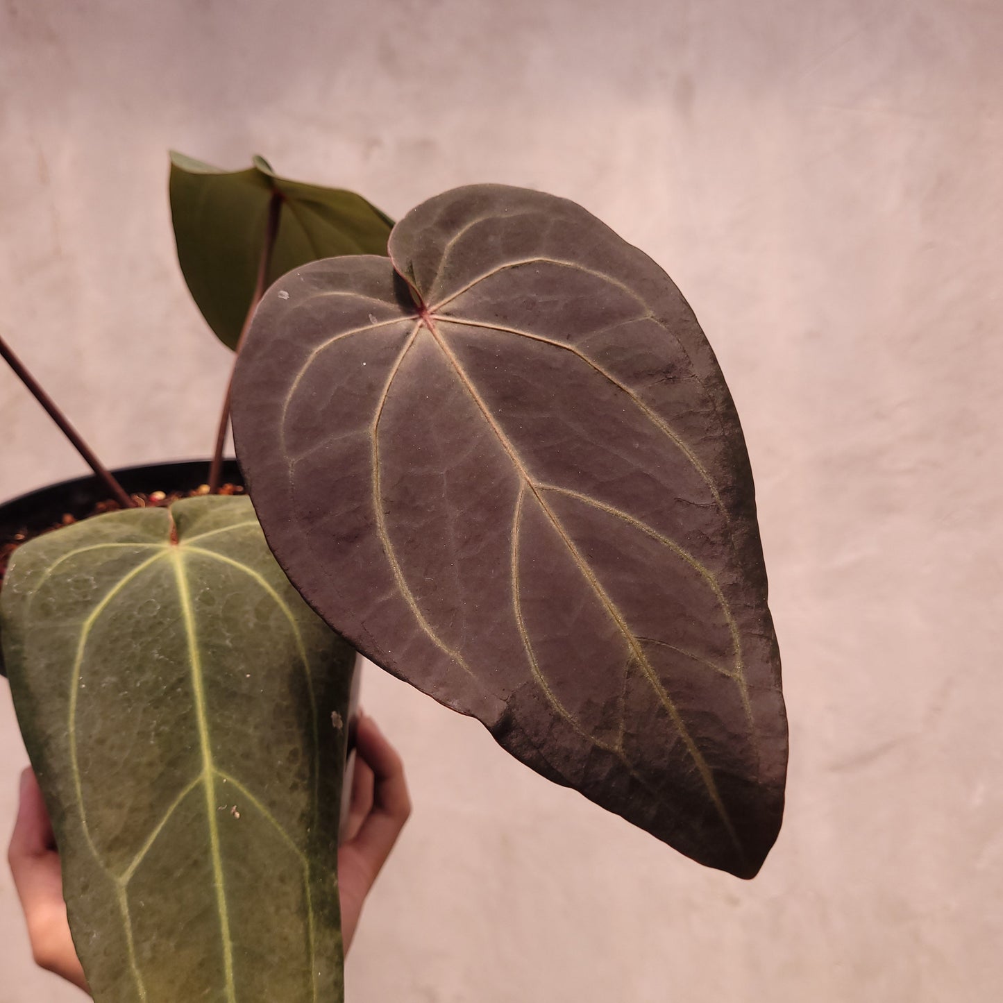 Anthurium Dark Handsome x Michelle