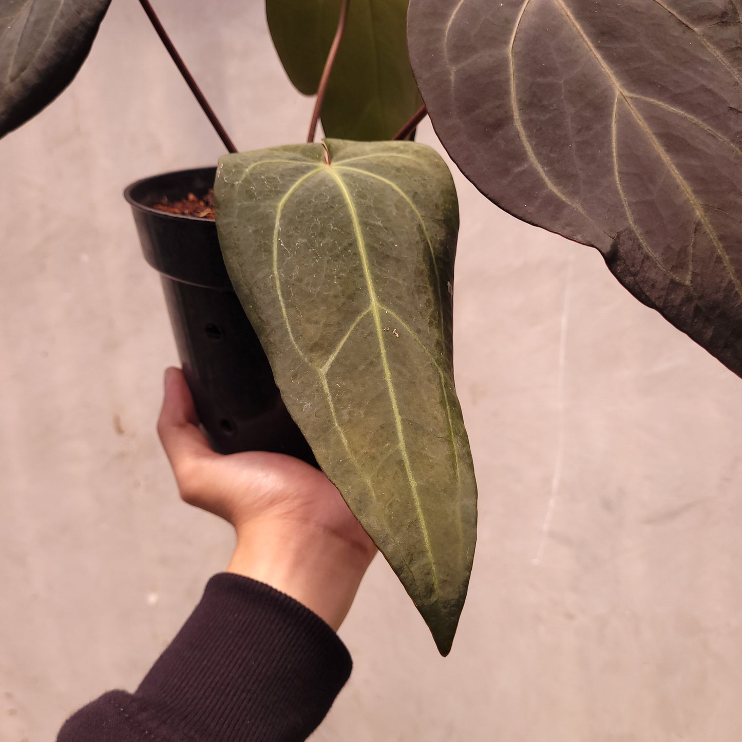 Anthurium Dark Handsome x Michelle
