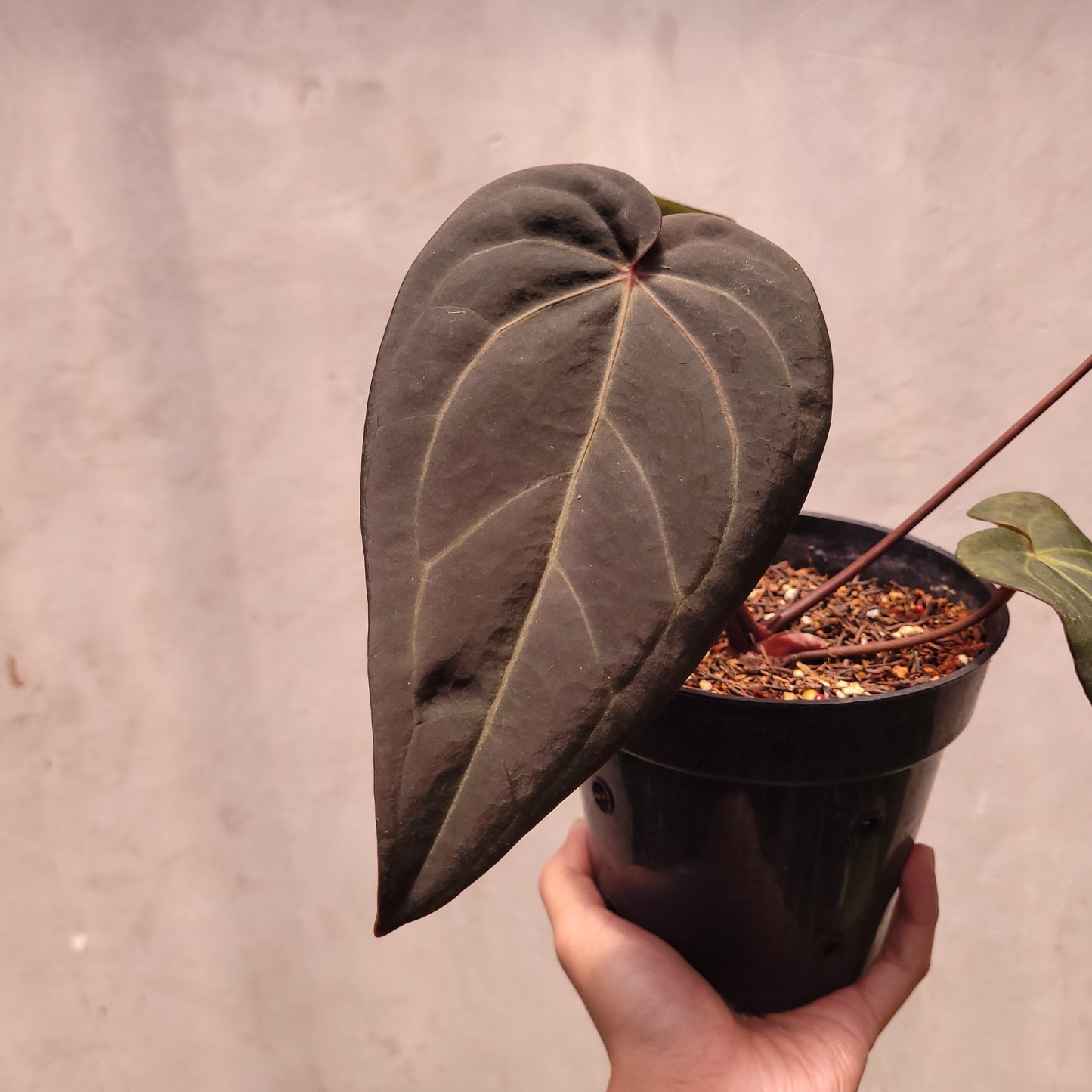 Anthurium Dark Handsome x Michelle