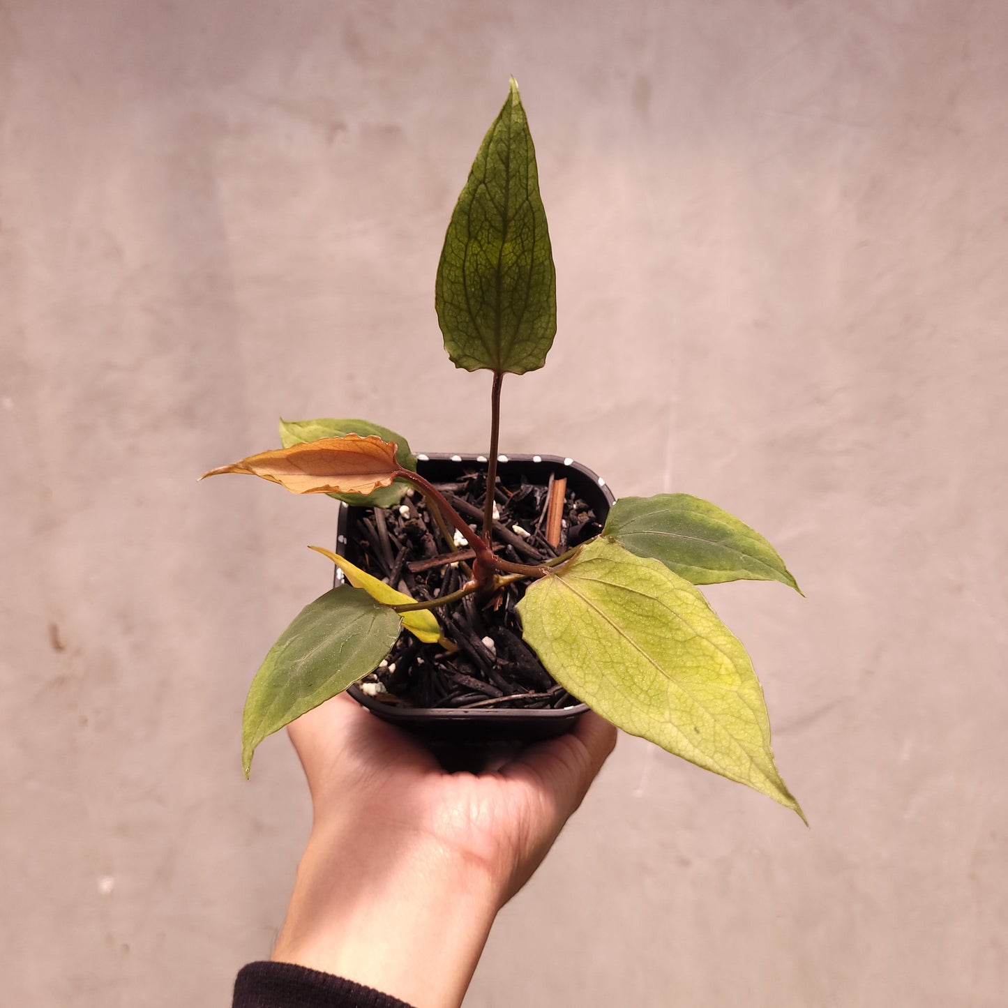Anthurium Red Spider Seedling Mutation - Indonesian Rare Plants