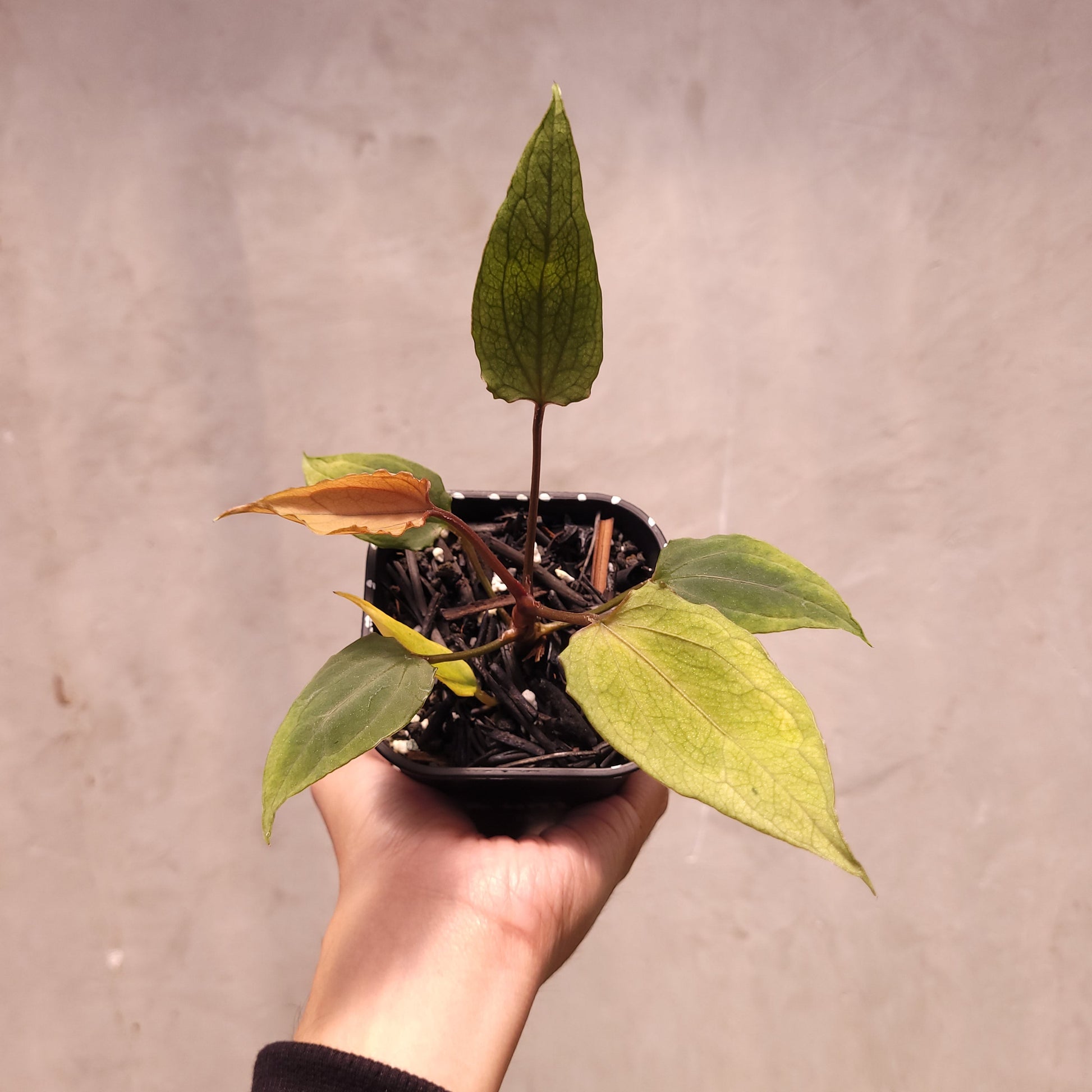 Anthurium Red Spider Seedling Mutation - Indonesian Rare Plants