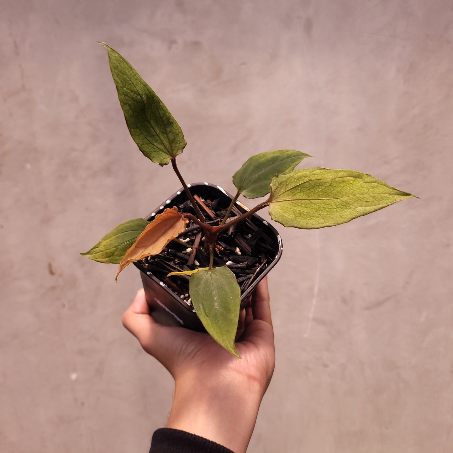 Anthurium Red Spider Seedling Mutation