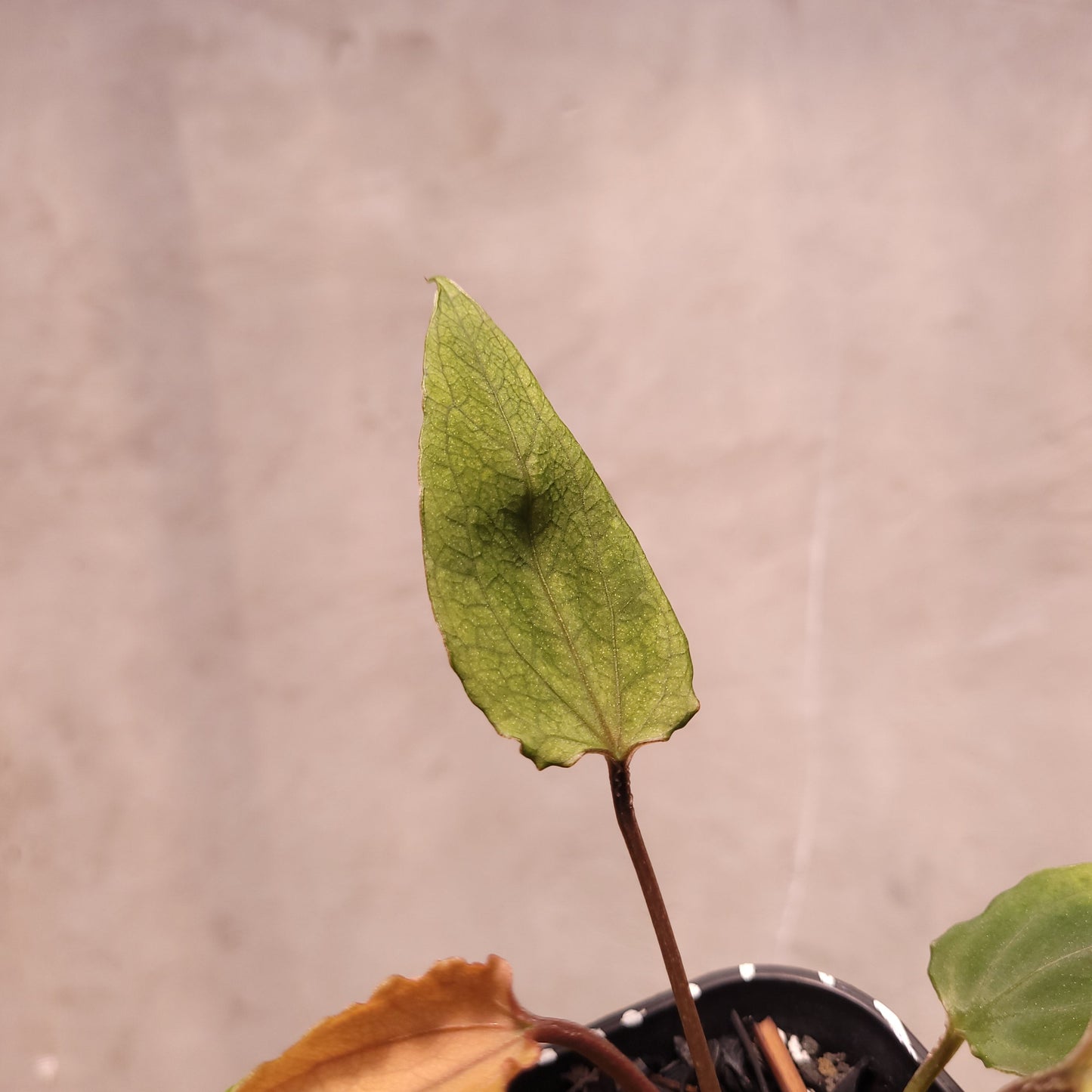 Anthurium Red Spider Seedling Mutation