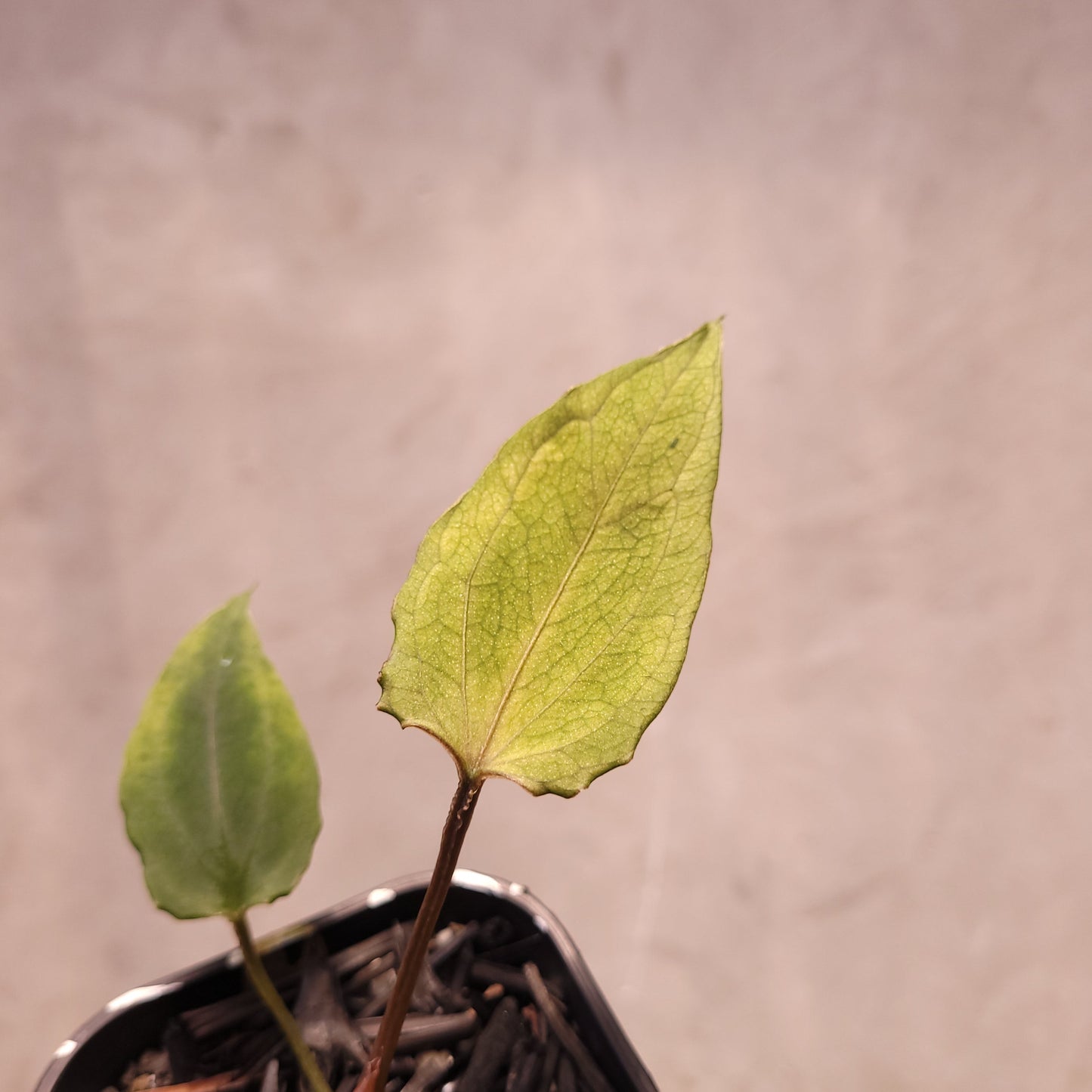 Anthurium Red Spider Seedling Mutation