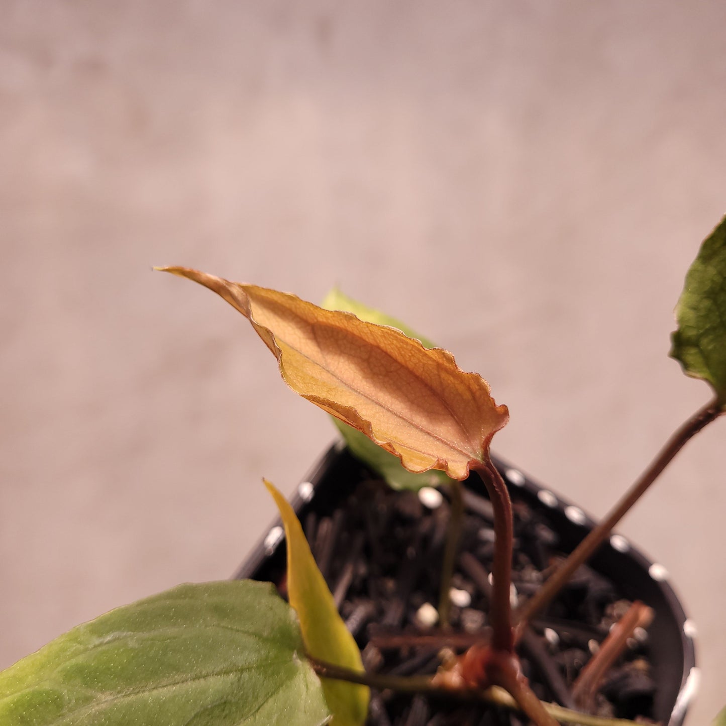 Anthurium Red Spider Seedling Mutation