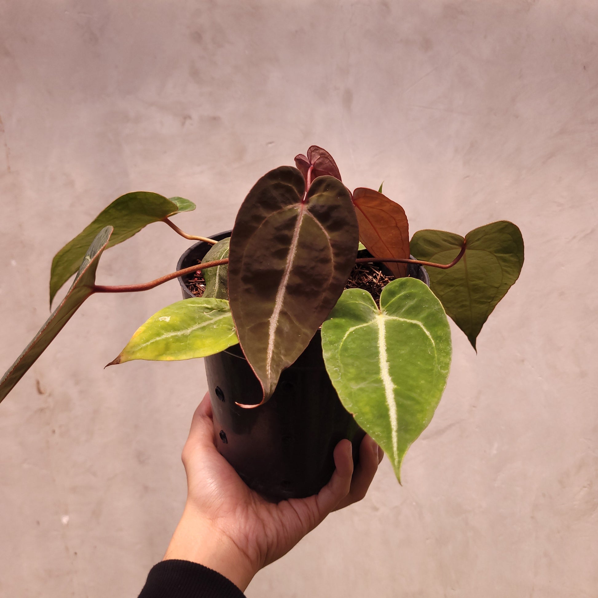 Anthurium Papillilaminum x Zara Michelle Selected - Indonesian Rare Plants