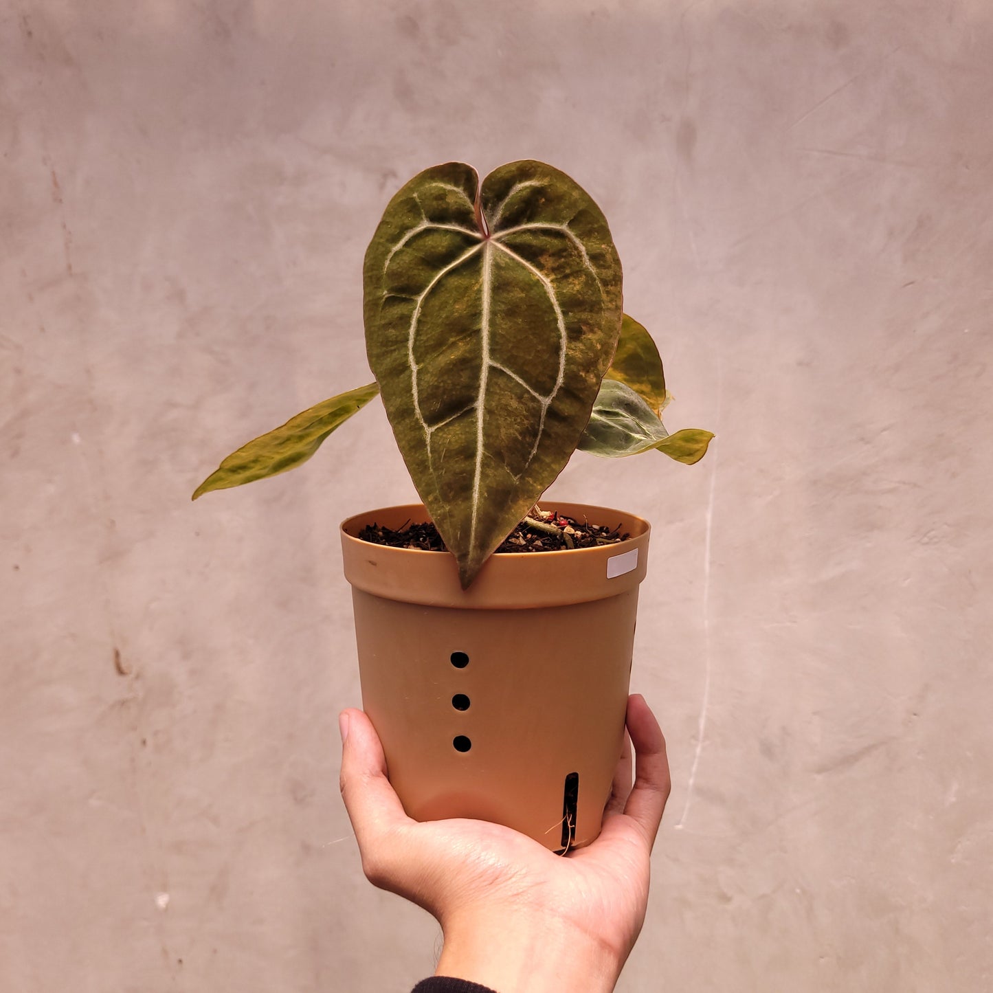 Anthurium Papillilaminum Variegated x Michelle - Indonesian Rare Plants