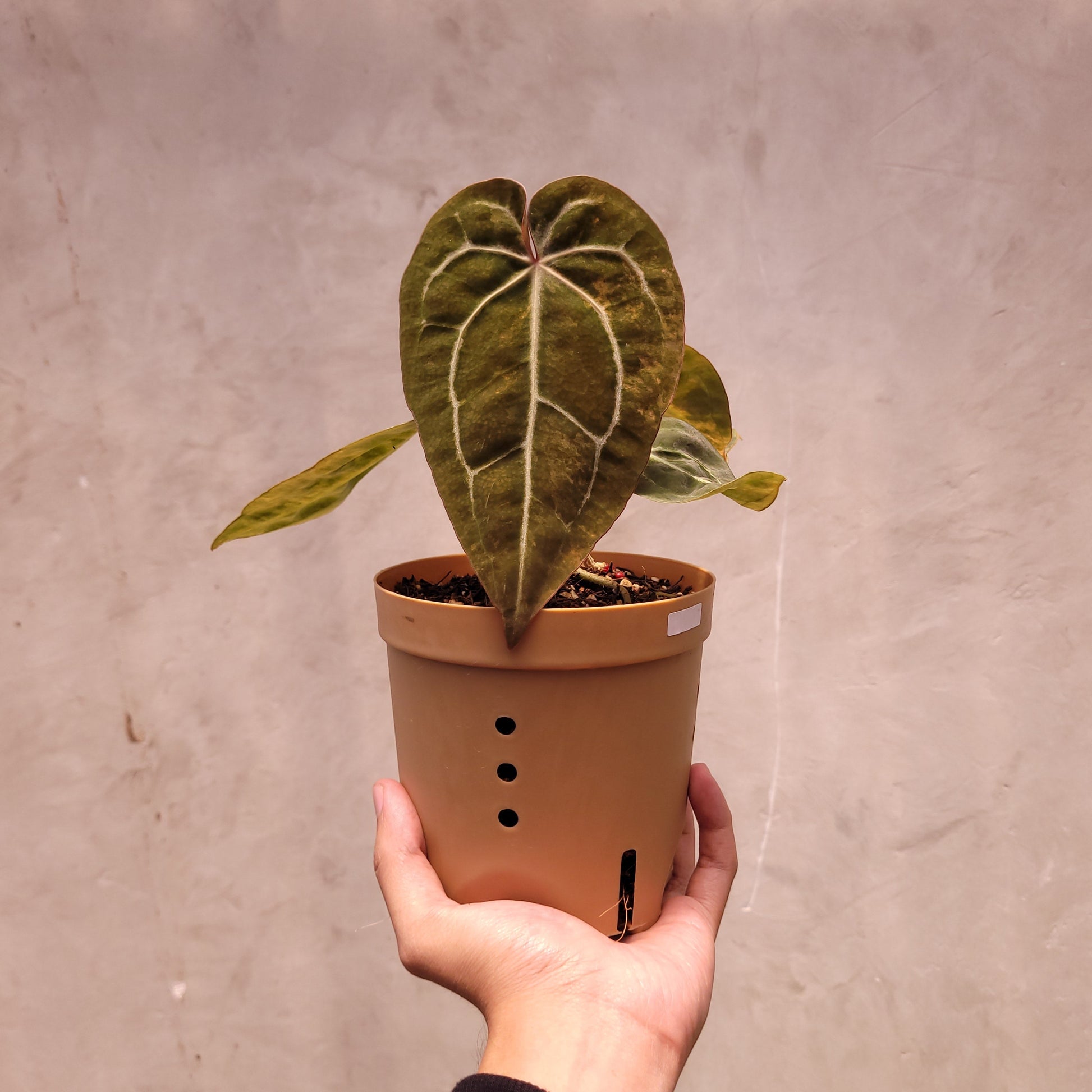 Anthurium Papillilaminum Variegated x Michelle - Indonesian Rare Plants
