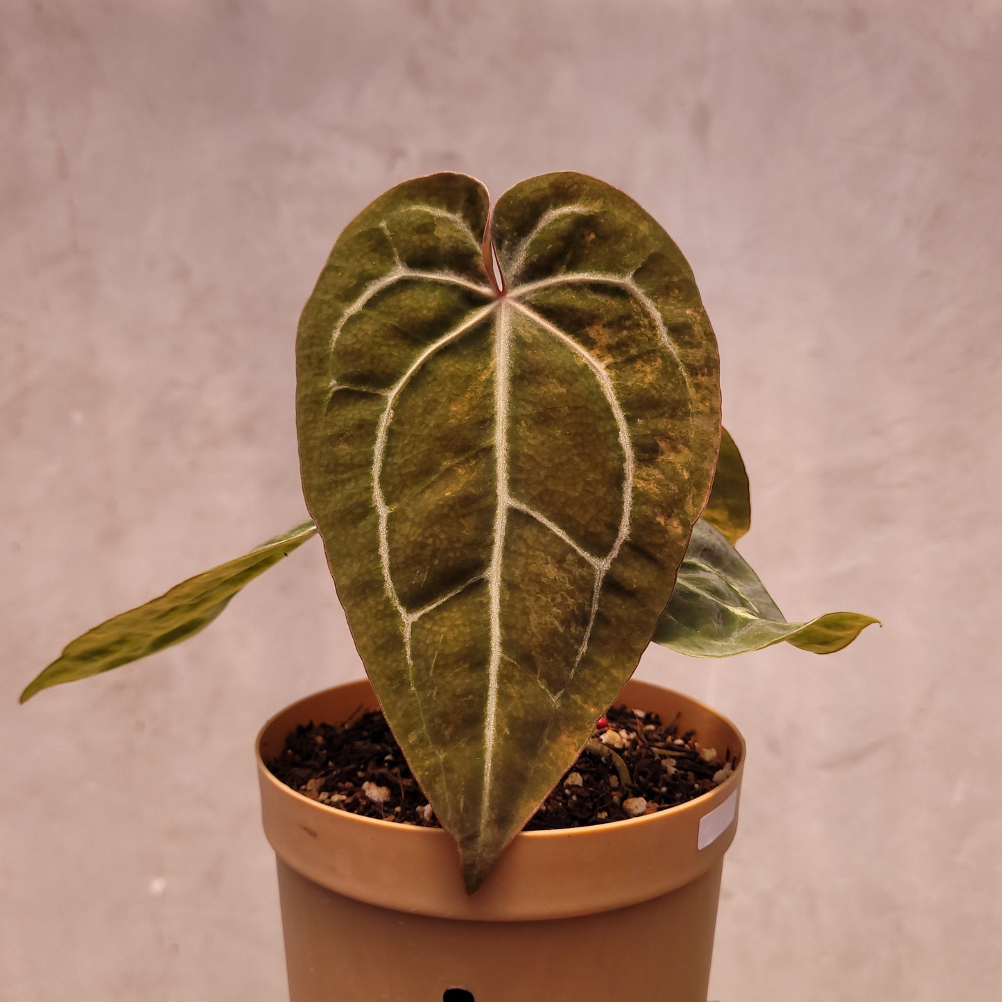 Anthurium Papillilaminum Variegated x Michelle