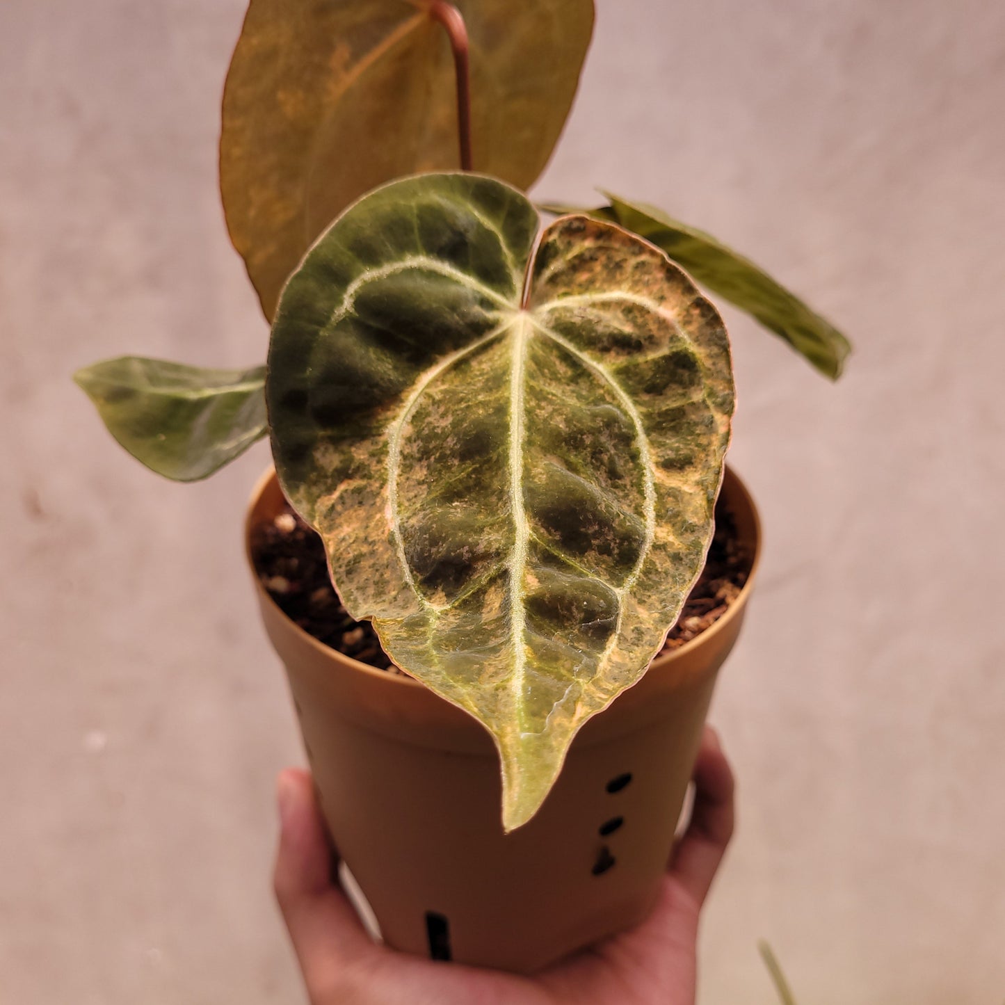 Anthurium Papillilaminum Variegated x Michelle