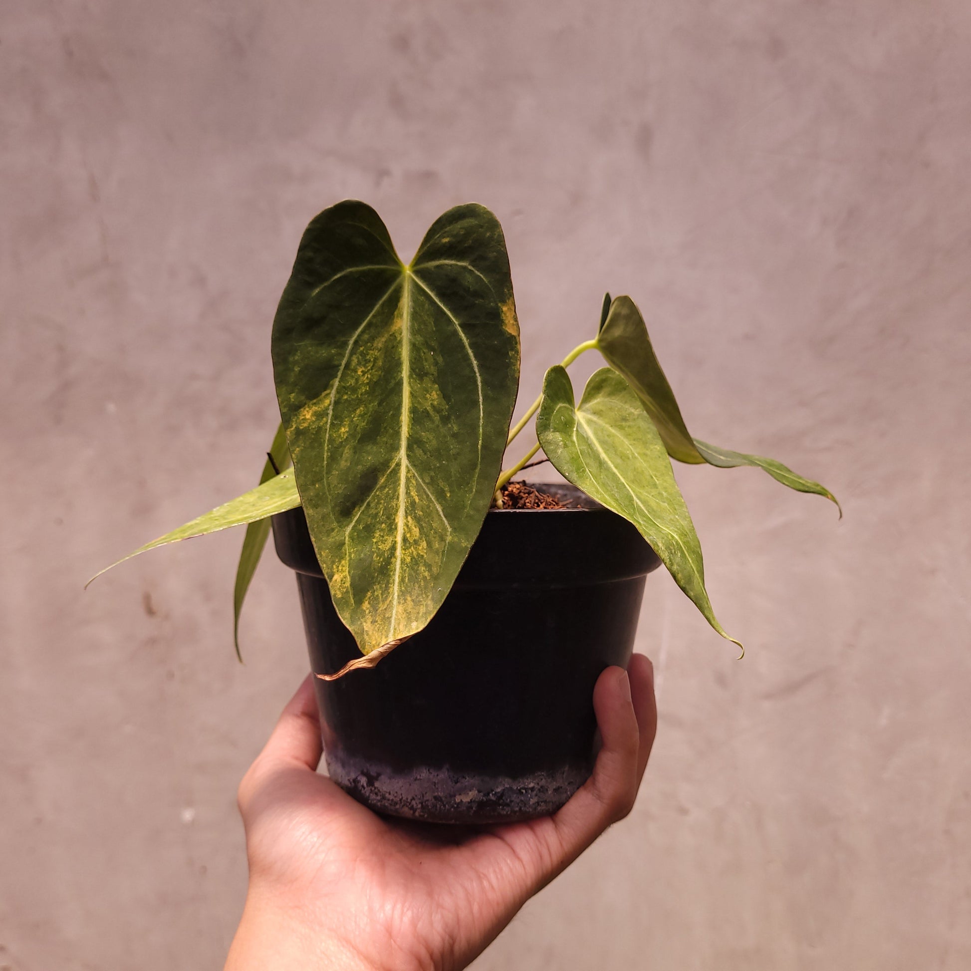 Anthurium Papillilaminum Variegated x King of Spades - Indonesian Rare Plants
