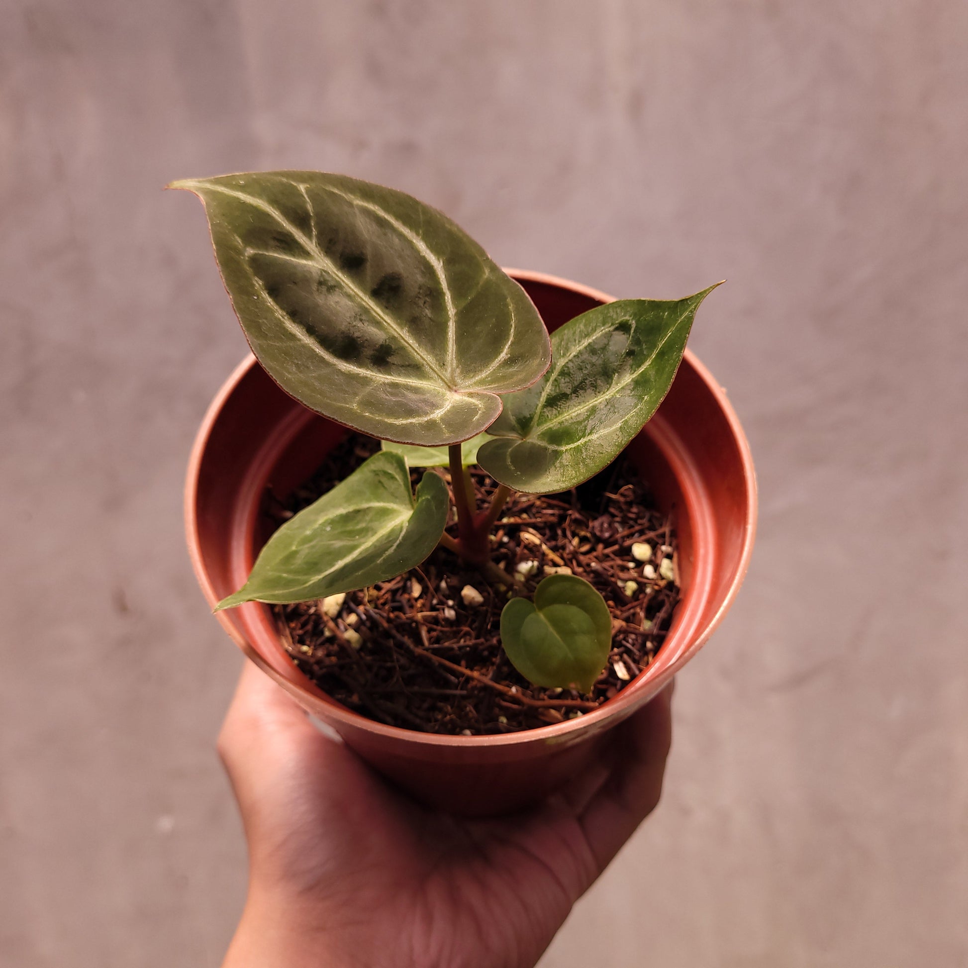 Anthurium King of Spades Seedling - Indonesian Rare Plants