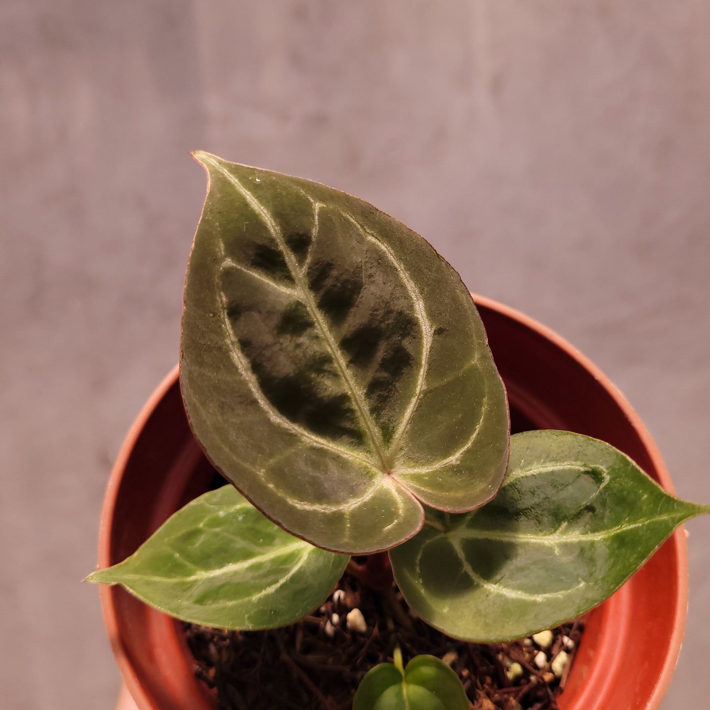 Anthurium King of Spades Seedling