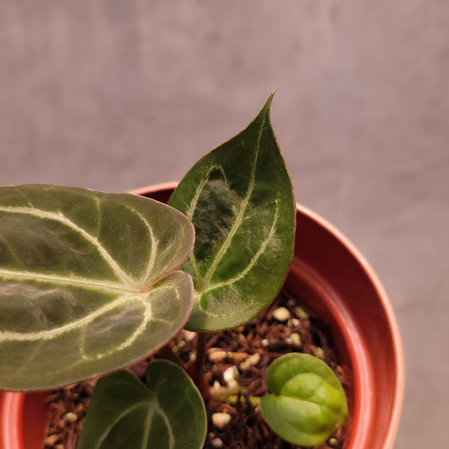 Anthurium King of Spades Seedling