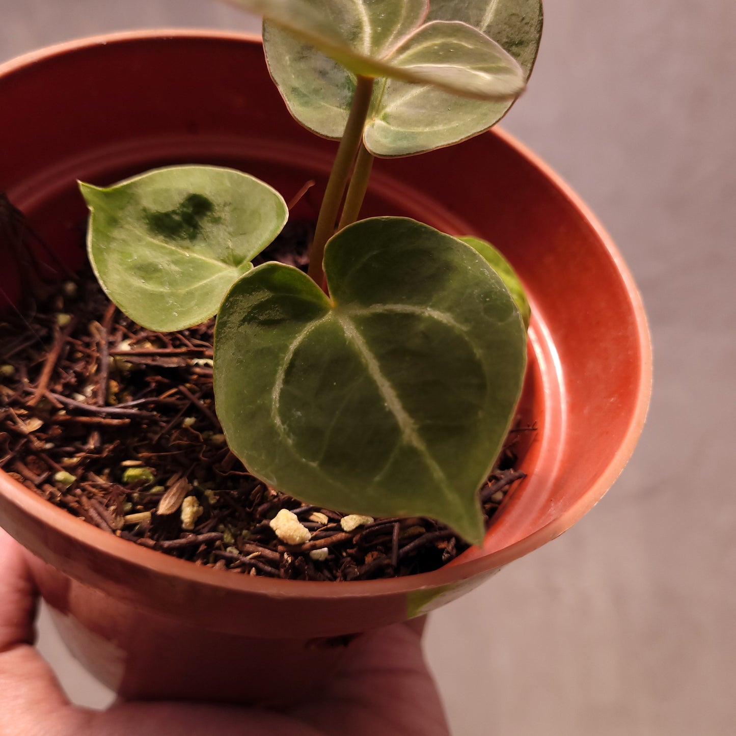 Anthurium King of Spades Seedling