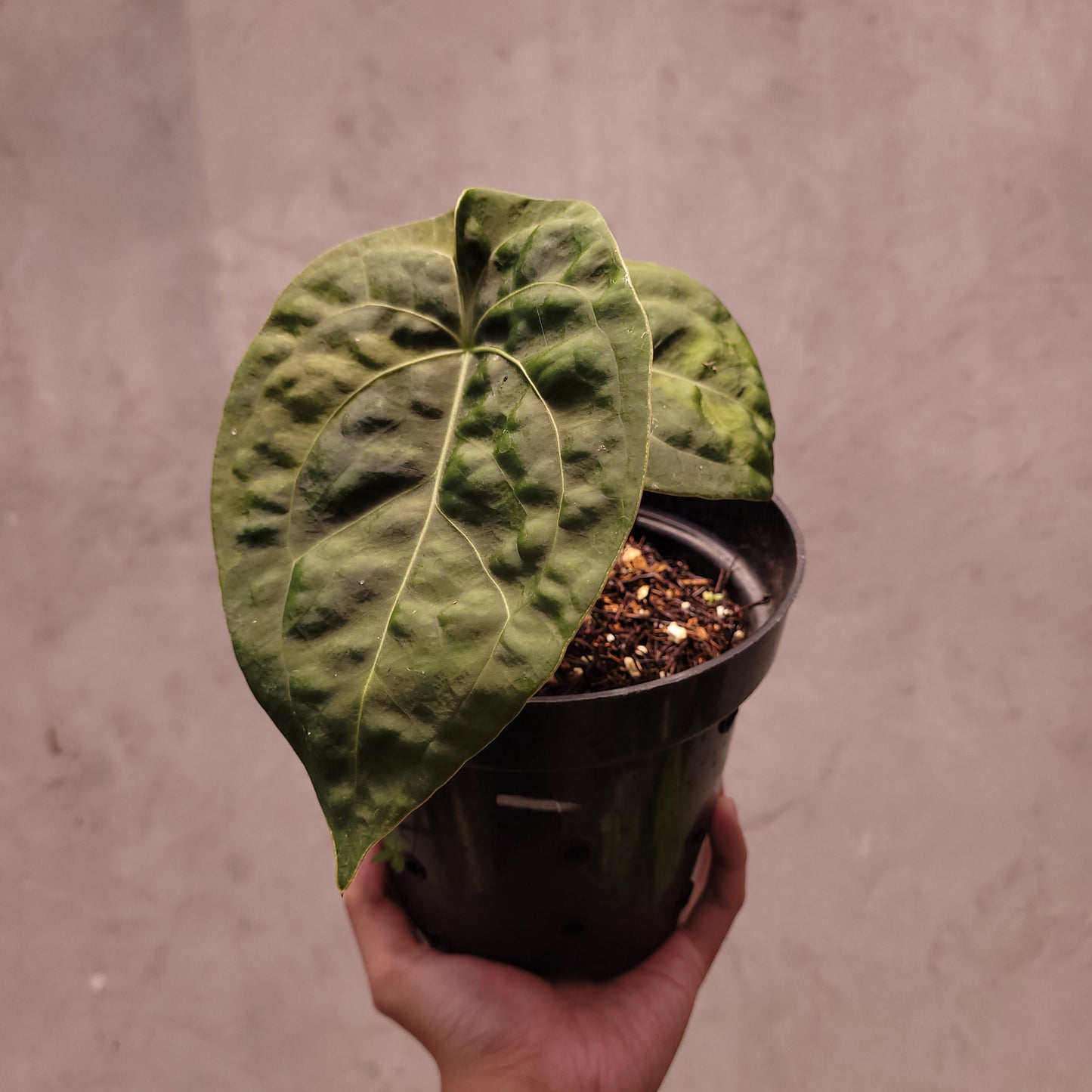 Anthurium Luxurians Indo Type x Dorayaki - Indonesian Rare Plants