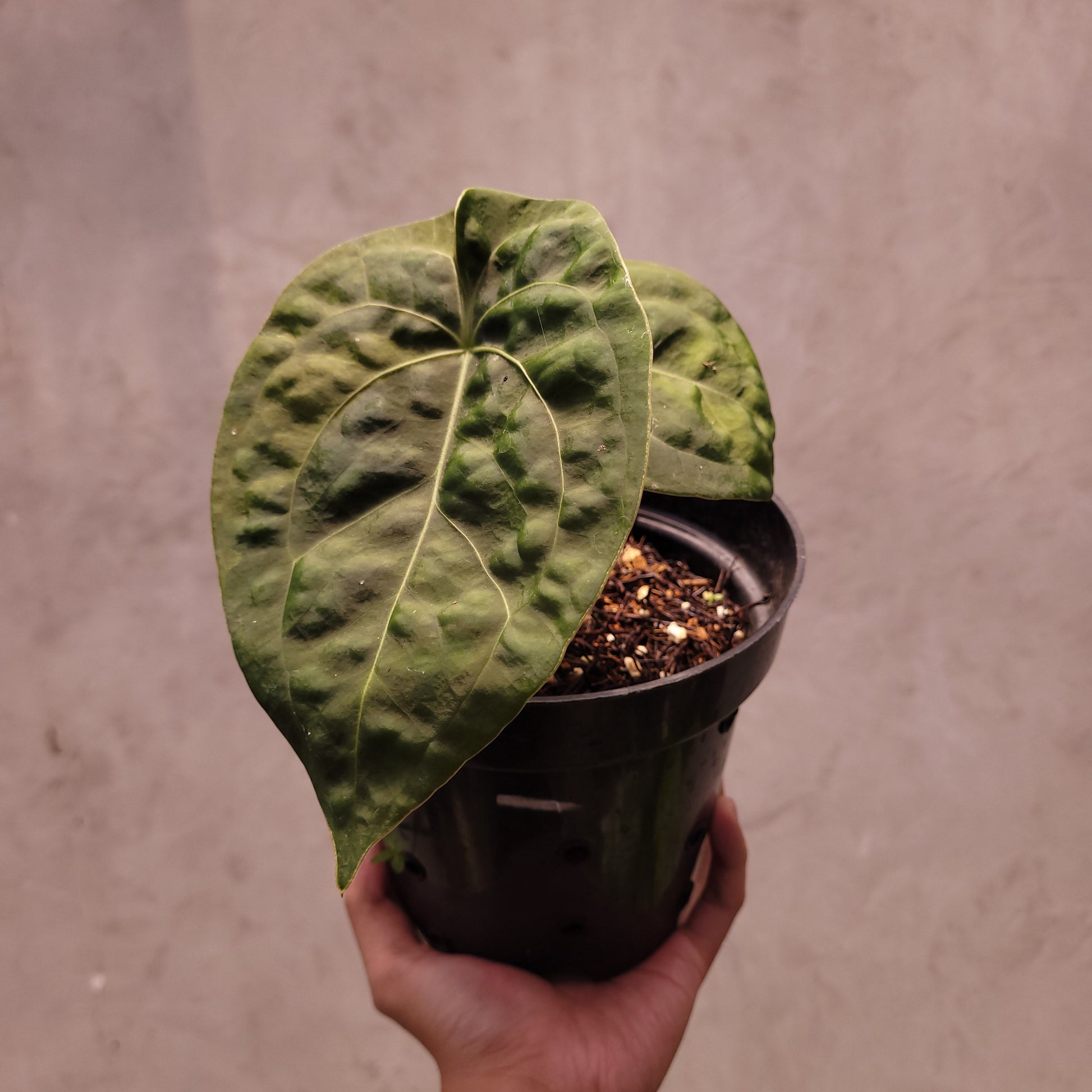 Anthurium Luxurians Indo Type x Dorayaki - Indonesian Rare Plants