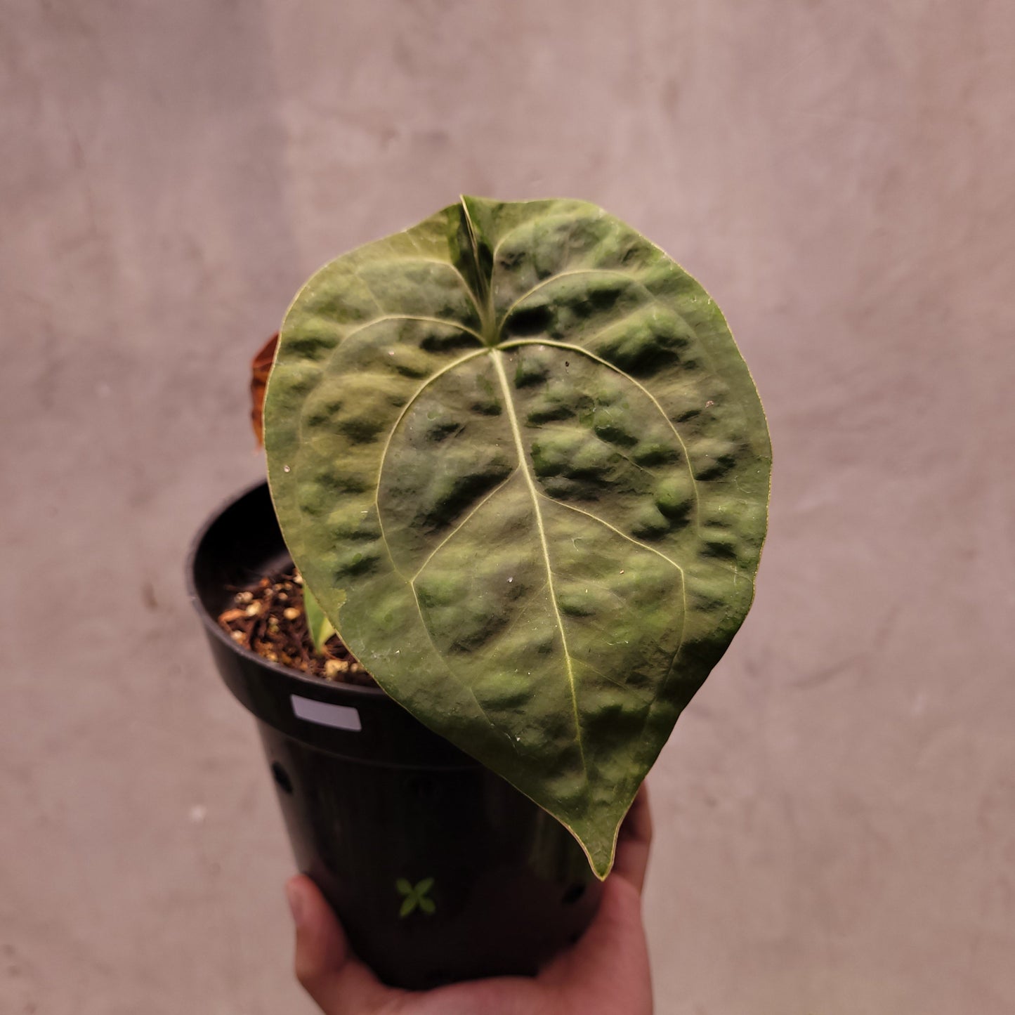Anthurium Luxurians Indo Type x Dorayaki