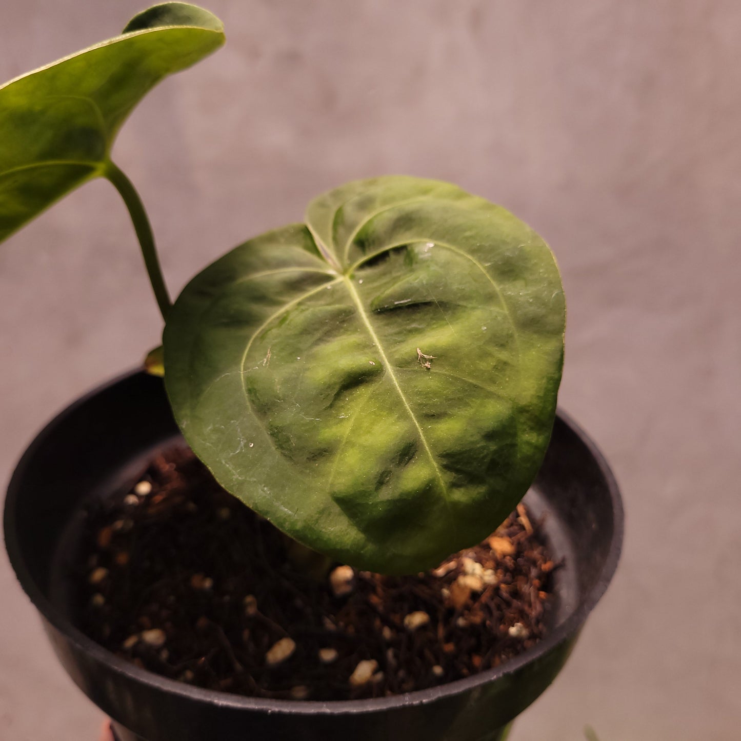 Anthurium Luxurians Indo Type x Dorayaki