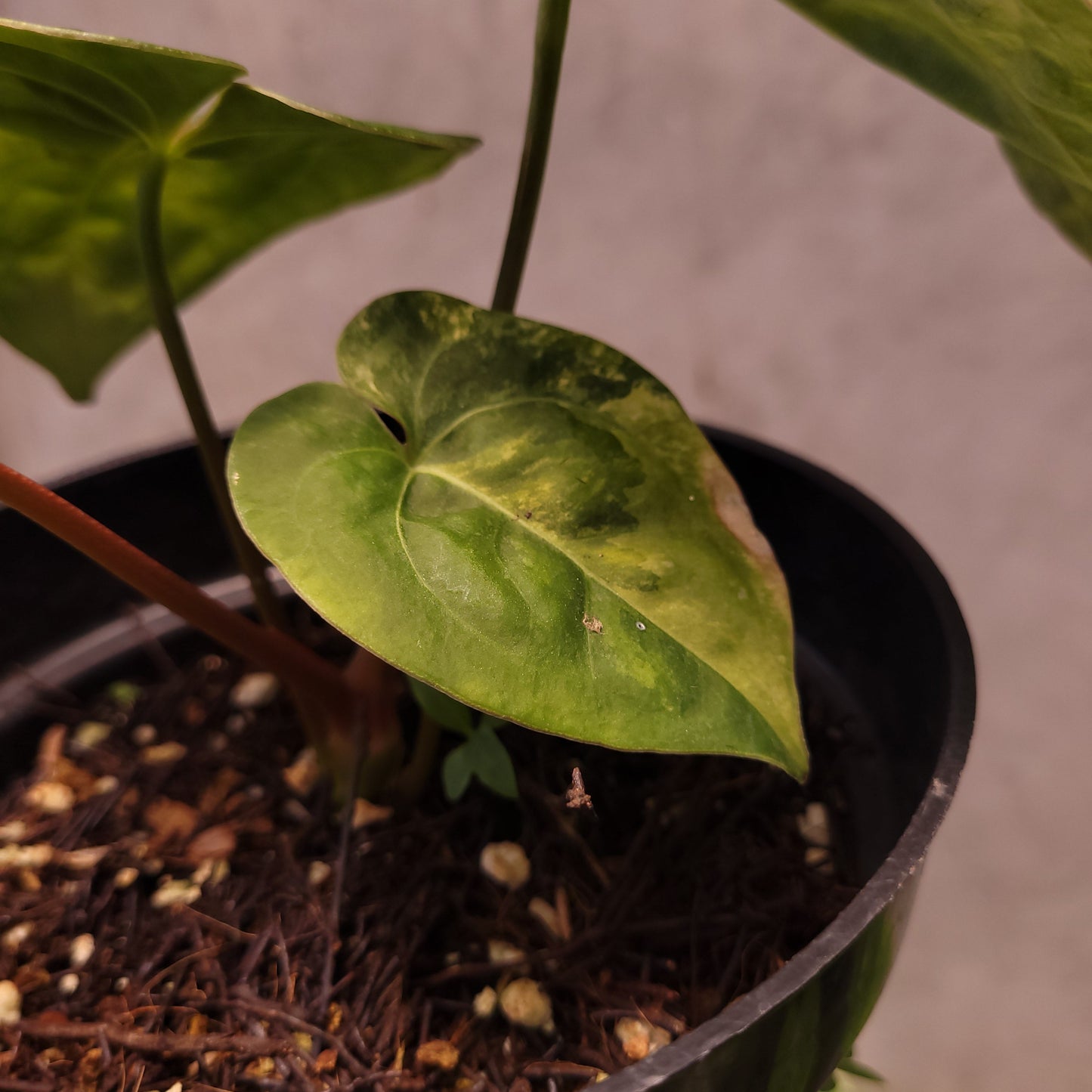 Anthurium Luxurians Indo Type x Dorayaki