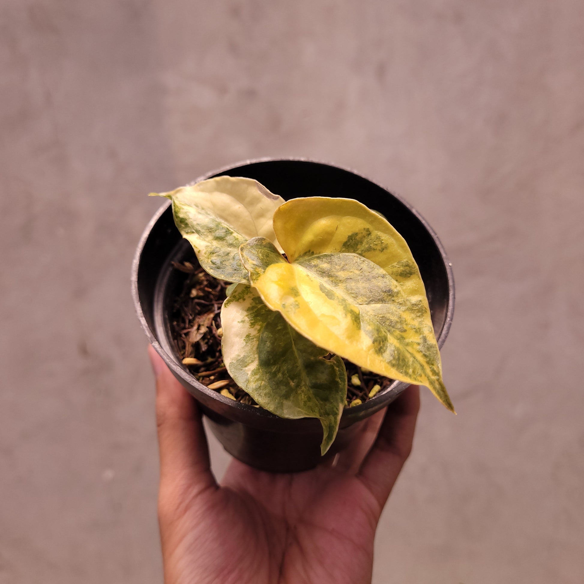 Anthurium Papillilaminum Variegated x Luxurians Indo Type - Indonesian Rare Plants