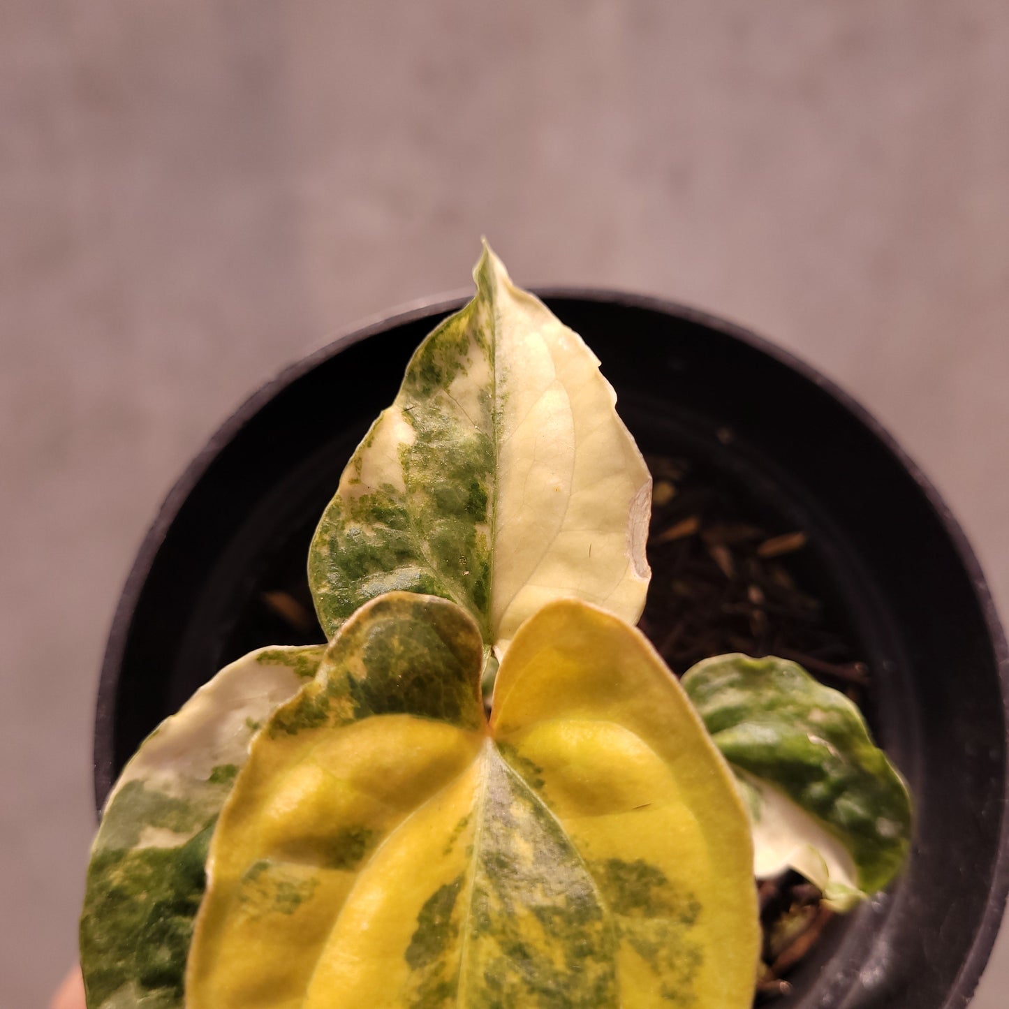 Anthurium Papillilaminum Variegated x Luxurians Indo Type
