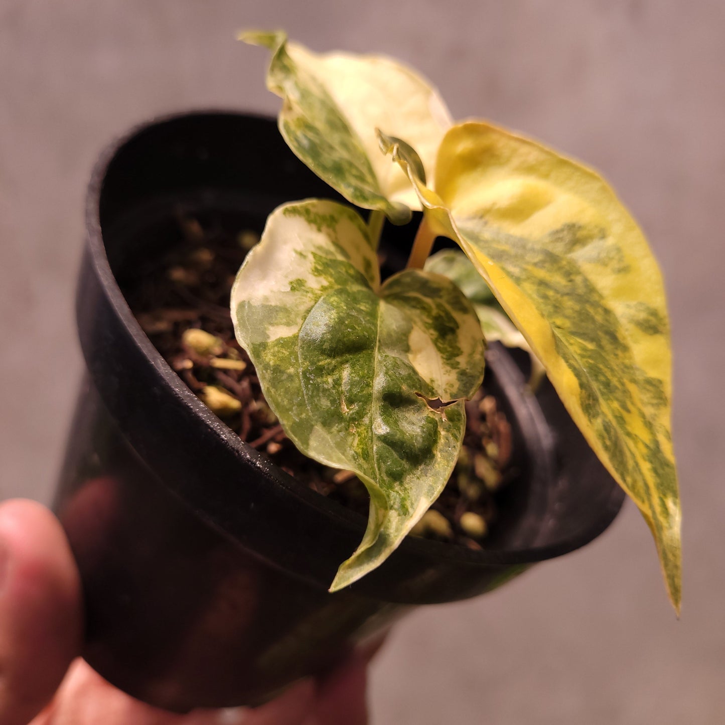 Anthurium Papillilaminum Variegated x Luxurians Indo Type