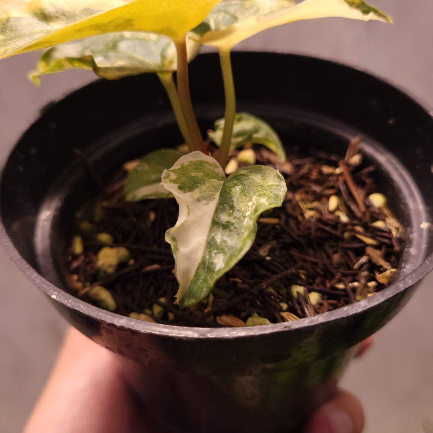 Anthurium Papillilaminum Variegated x Luxurians Indo Type