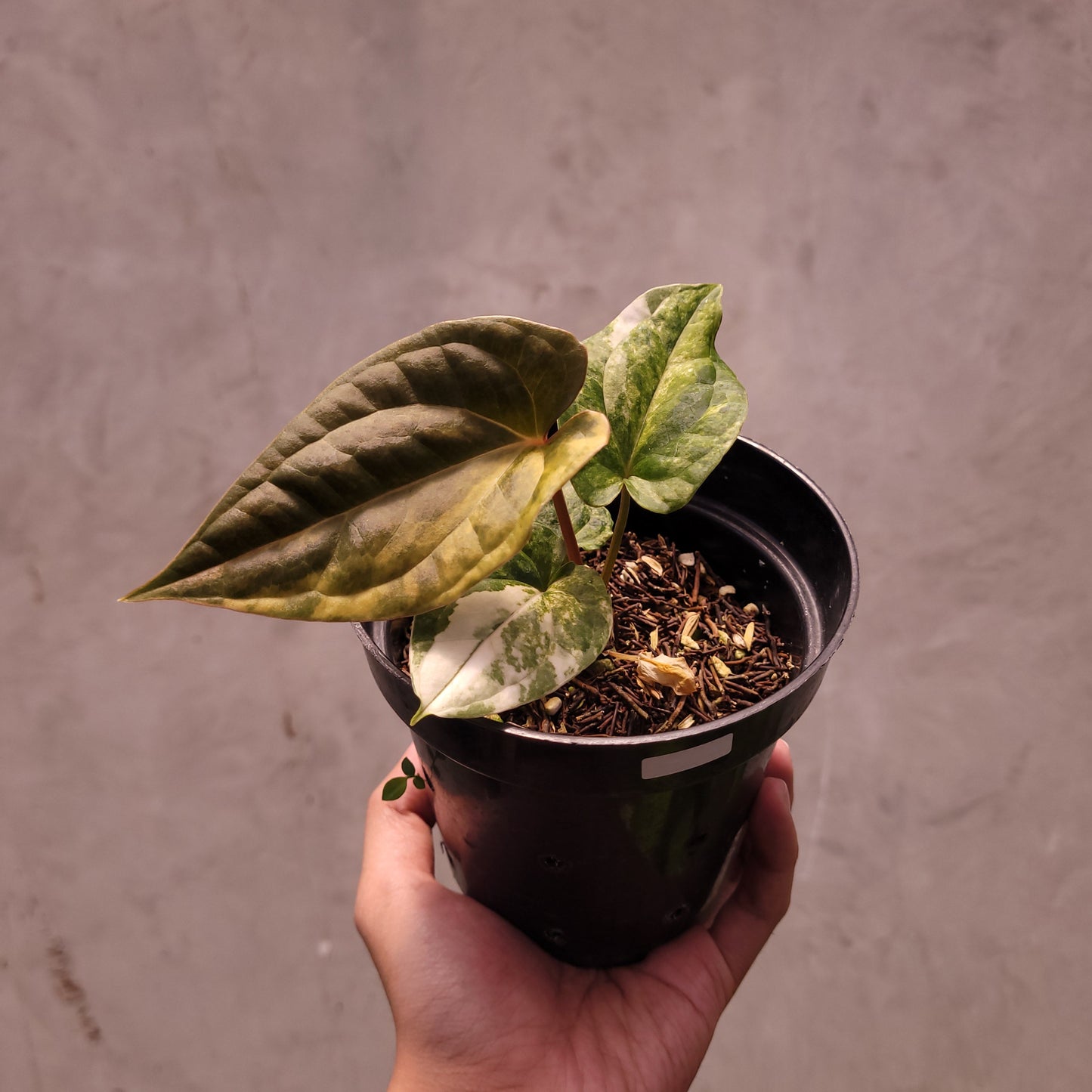 Anthurium Papillilaminum Variegated x Luxurians - Indonesian Rare Plants