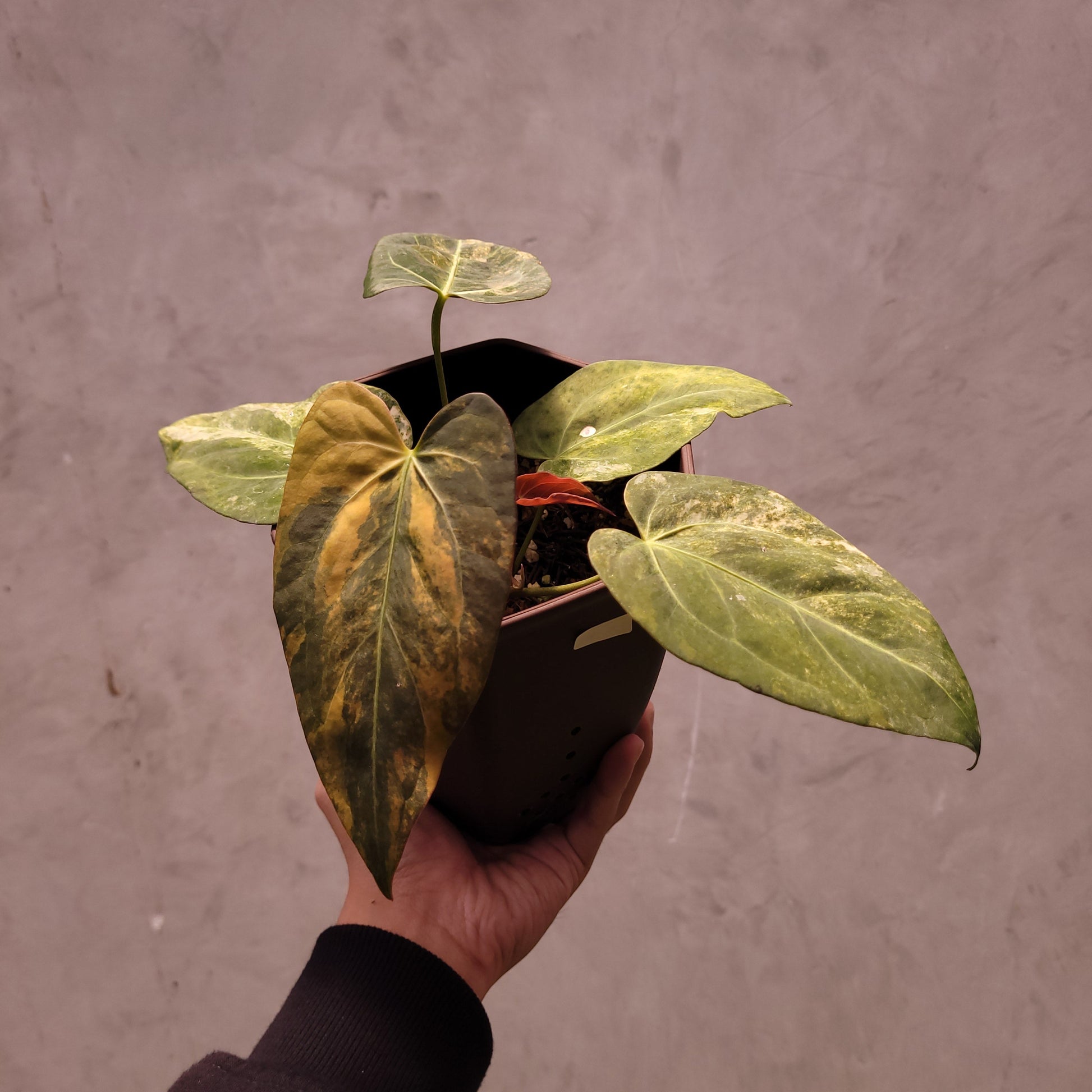 Anthurium Papillilaminum Variegated x (Papillilaminum x Red Crystallinum) - Indonesian Rare Plants
