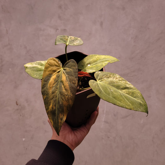 Anthurium Papillilaminum Variegated x (Papillilaminum x Red Crystallinum) - Indonesian Rare Plants