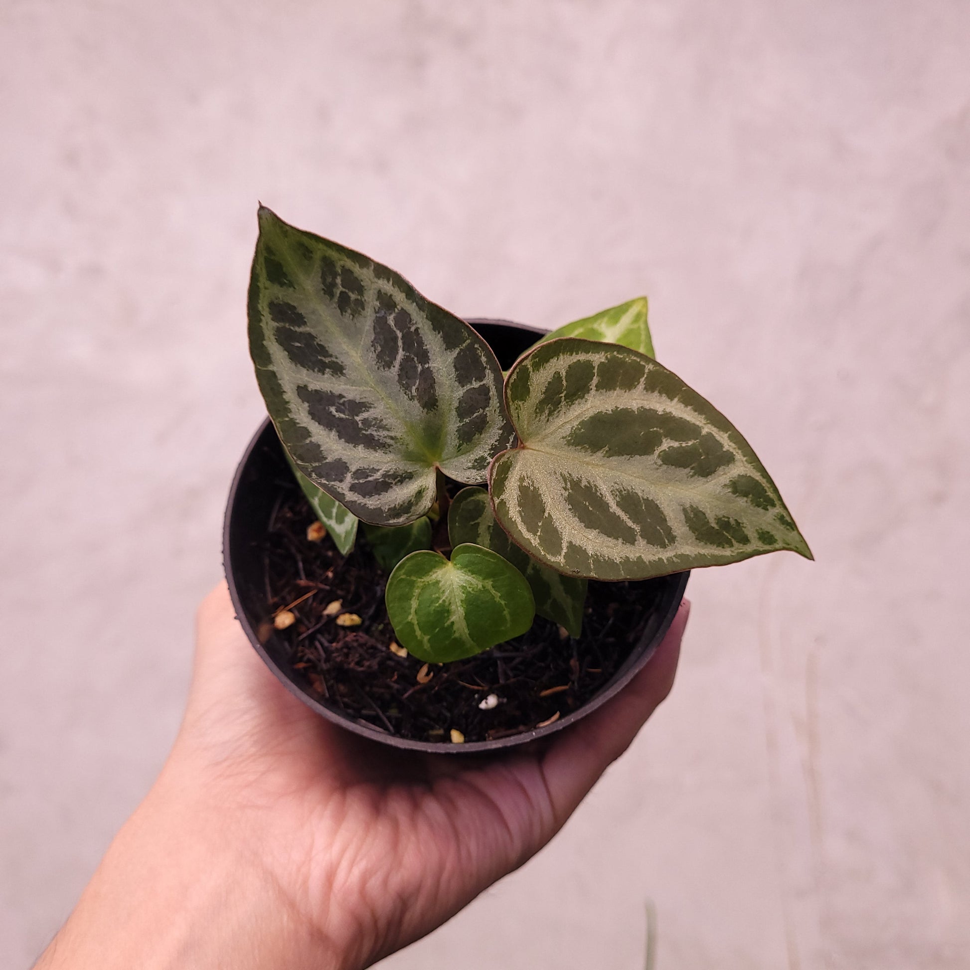 Anthurium Silver Hope Selected - Indonesian Rare Plants