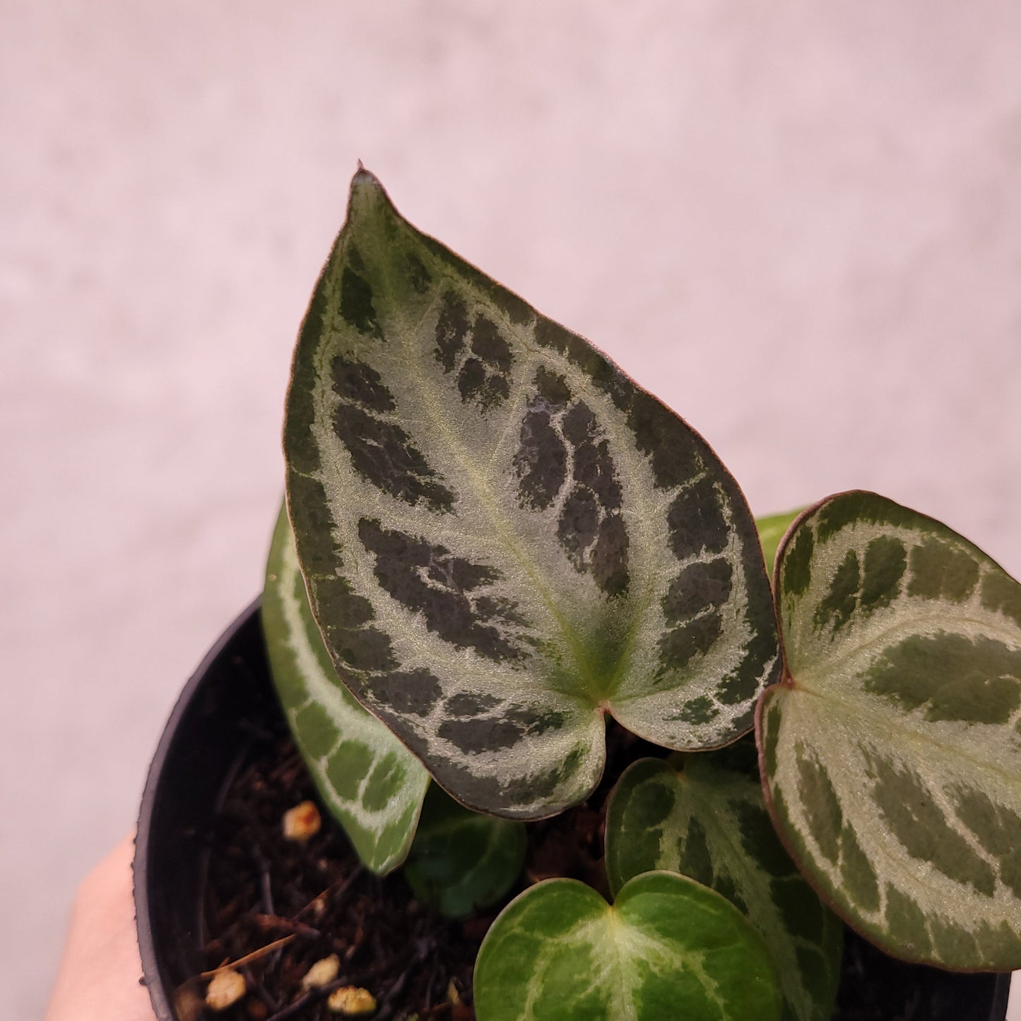 Anthurium Silver Hope Selected