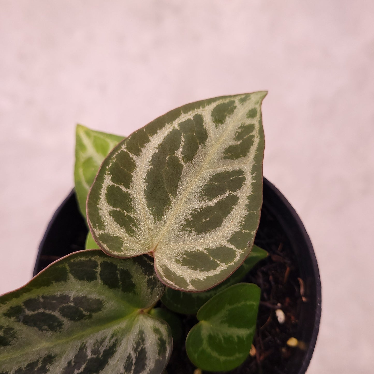 Anthurium Silver Hope Selected