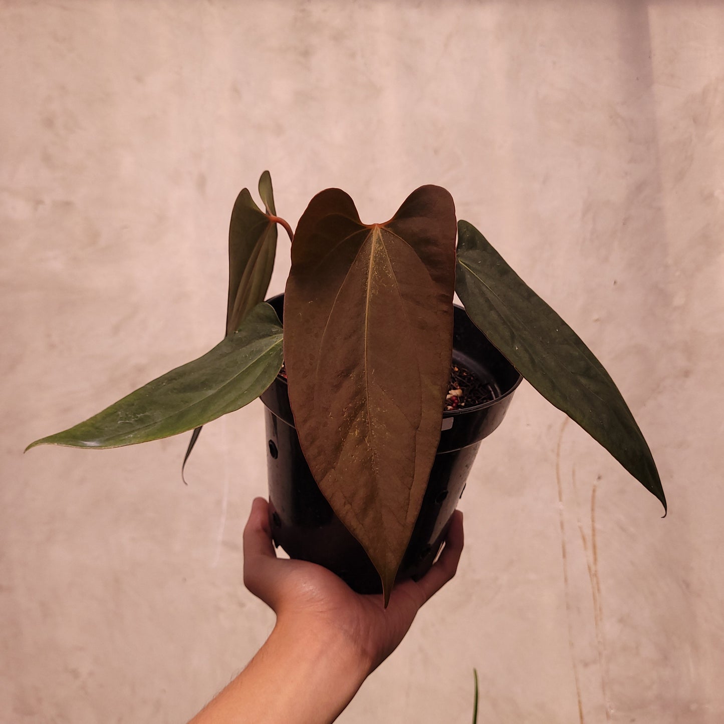 Anthurium Portillae xdf Seedling - Indonesian Rare Plants