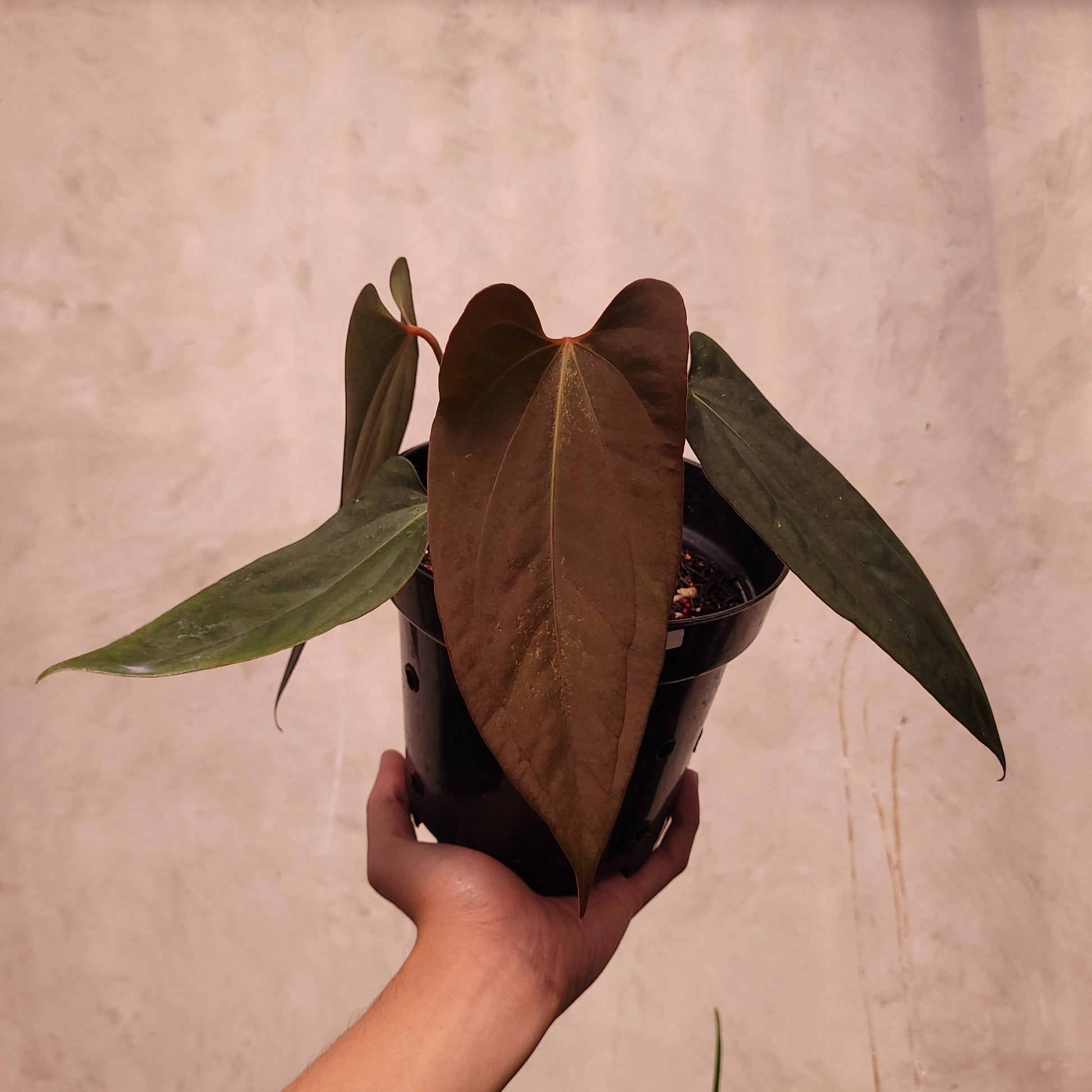 Anthurium Portillae xdf Seedling - Indonesian Rare Plants