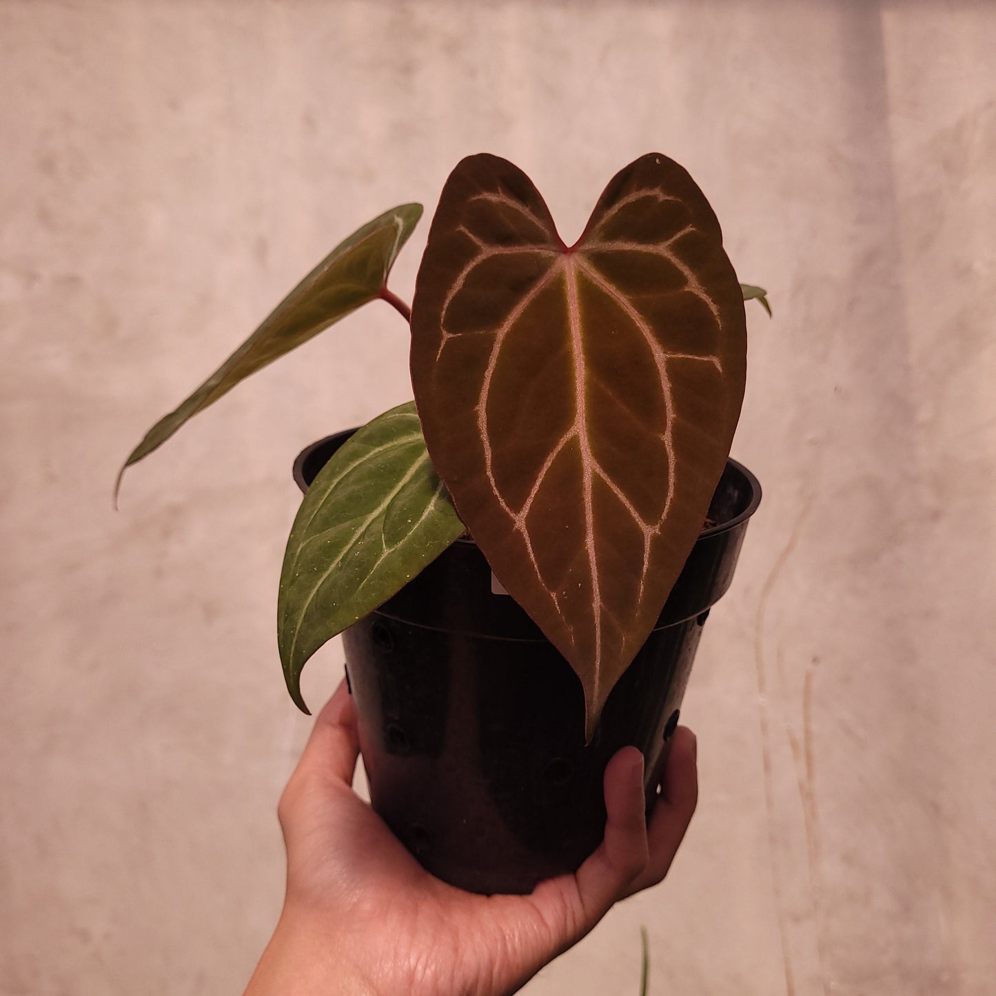 Anthurium BVIT x Zara Michelle - Indonesian Rare Plants