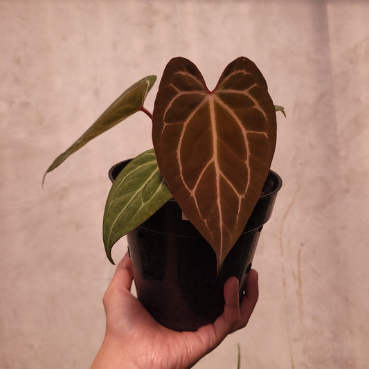 Anthurium BVIT x Zara Michelle - Indonesian Rare Plants
